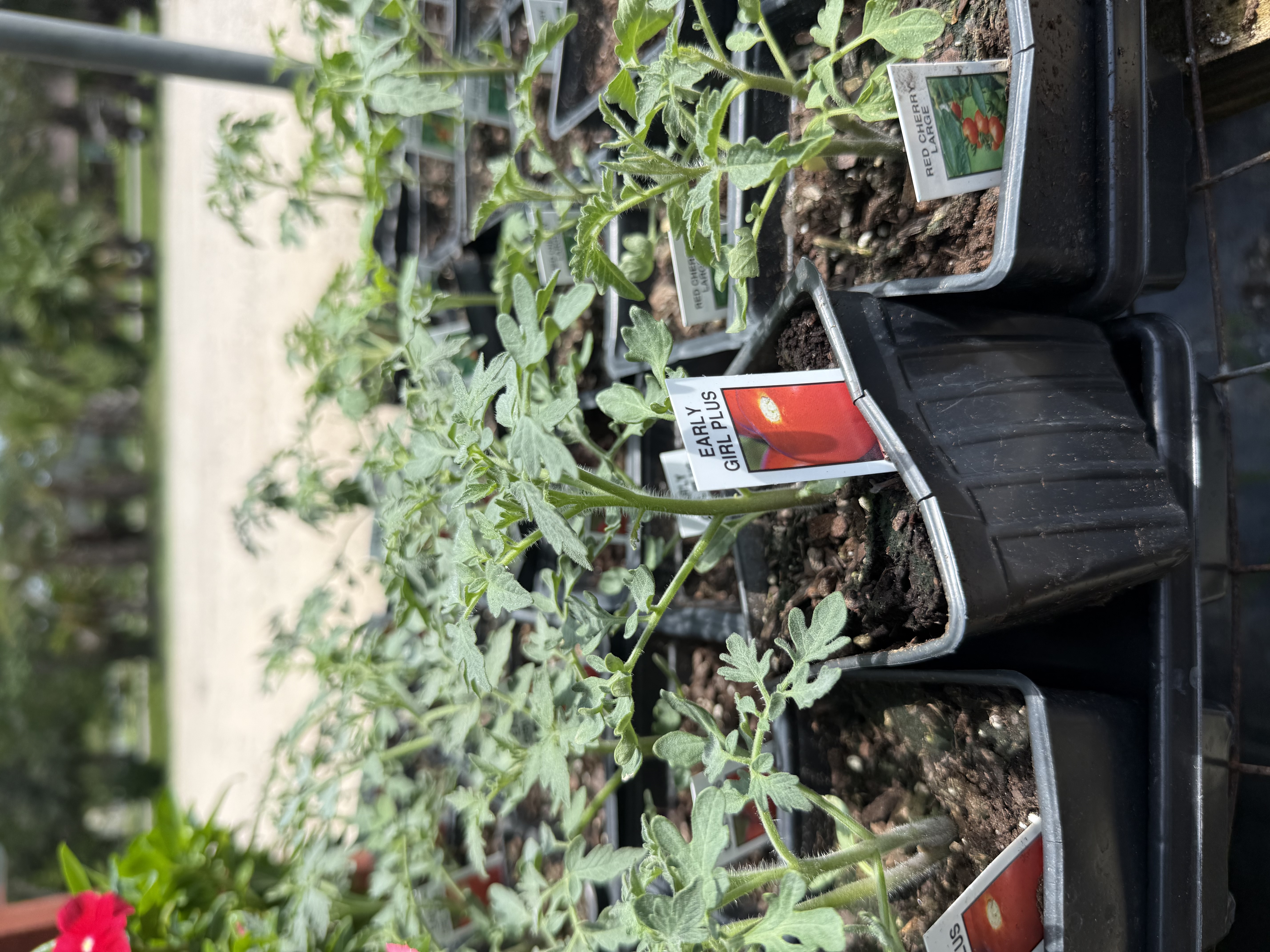 New Herbs & Veggies