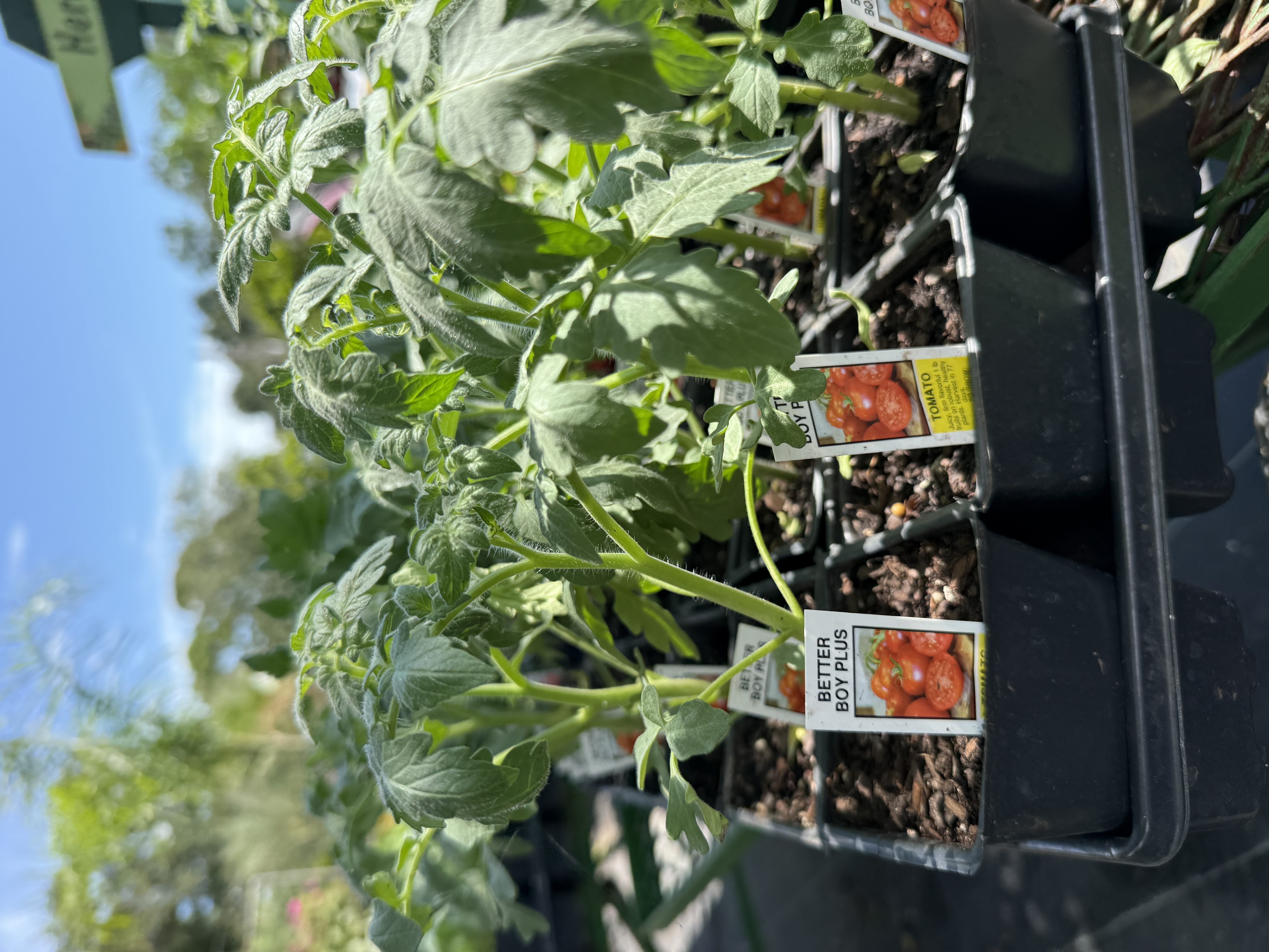 Fall Veggie Restock