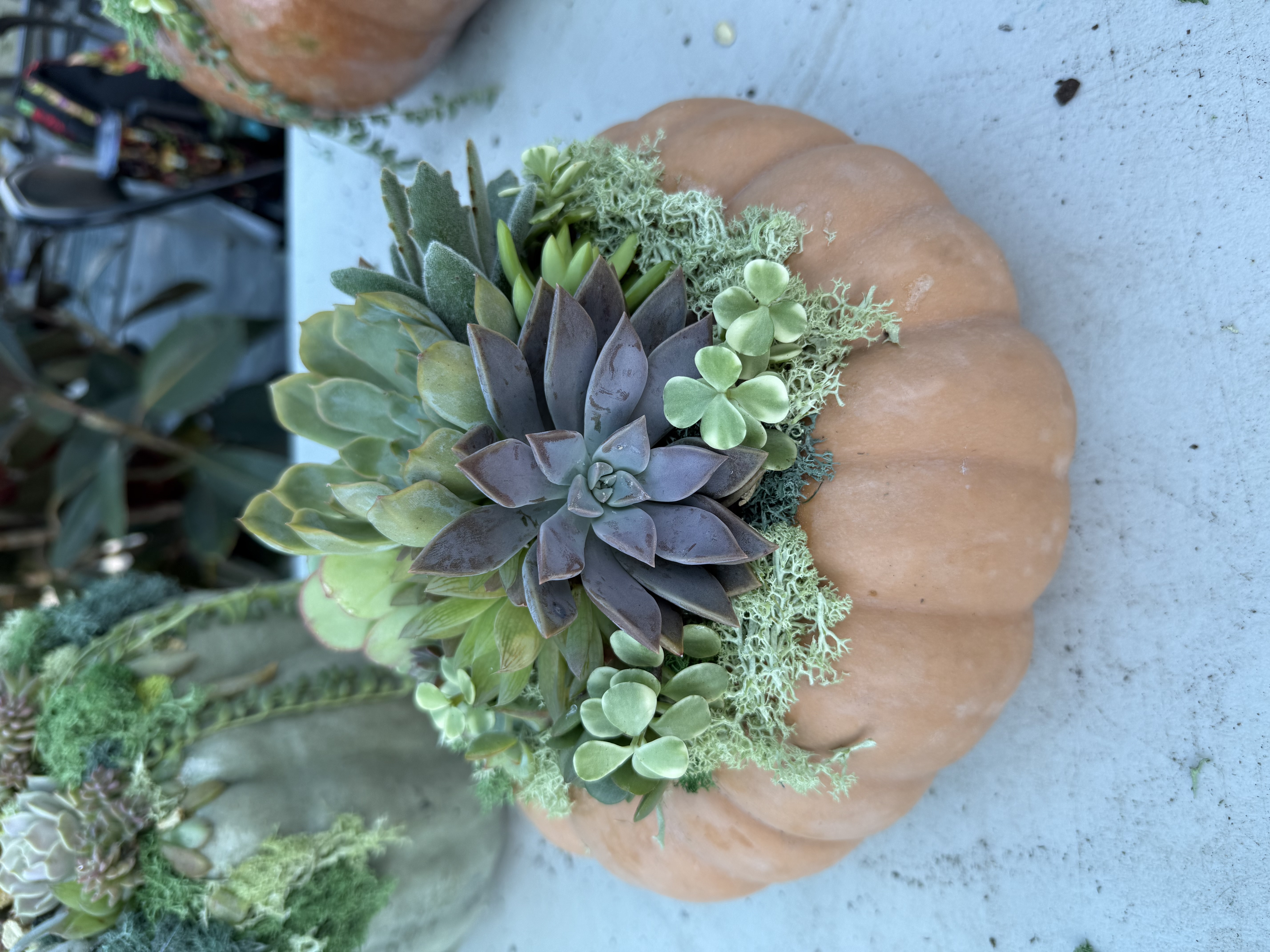 Pumpkulent Planter: Kids Workshop
