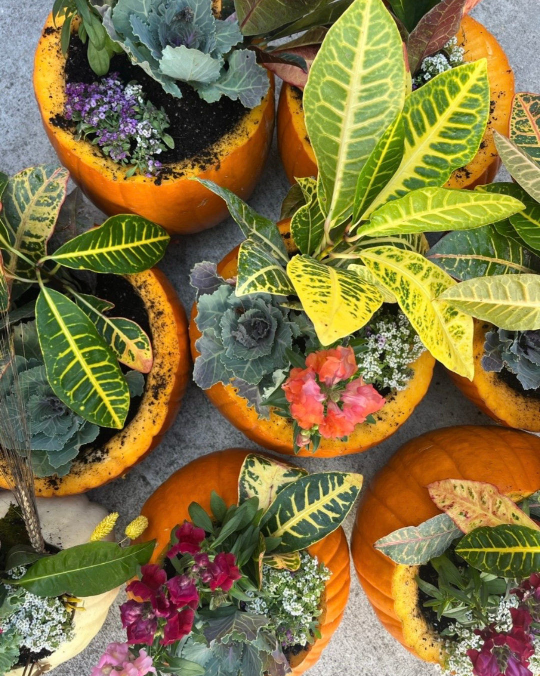 Pumpkin Planter: Fall Festival Sip N Stroll