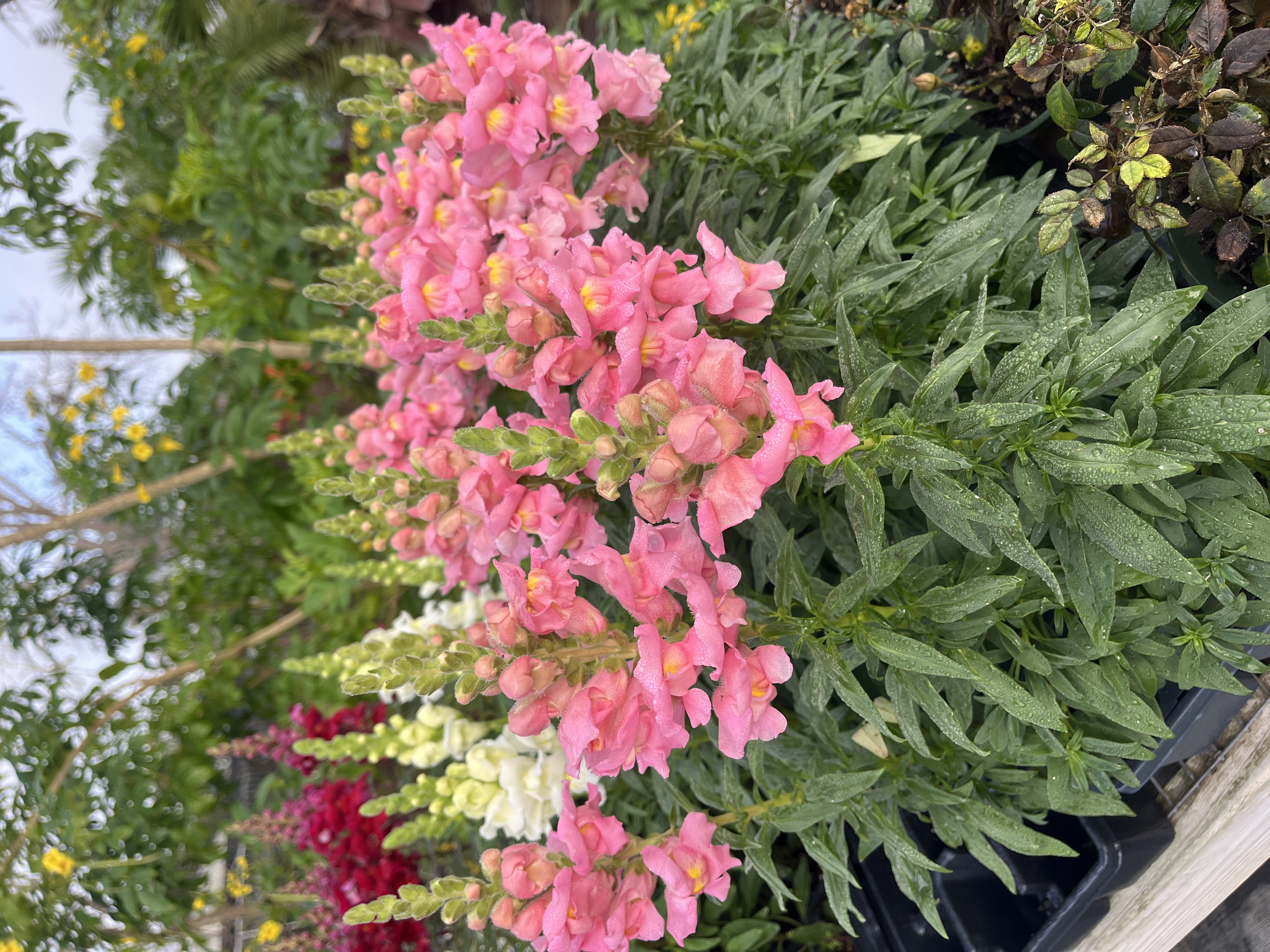 Fall Mums & Annuals are Here!