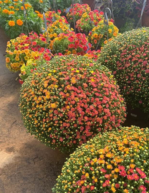 Our Biggest Fall Haul!