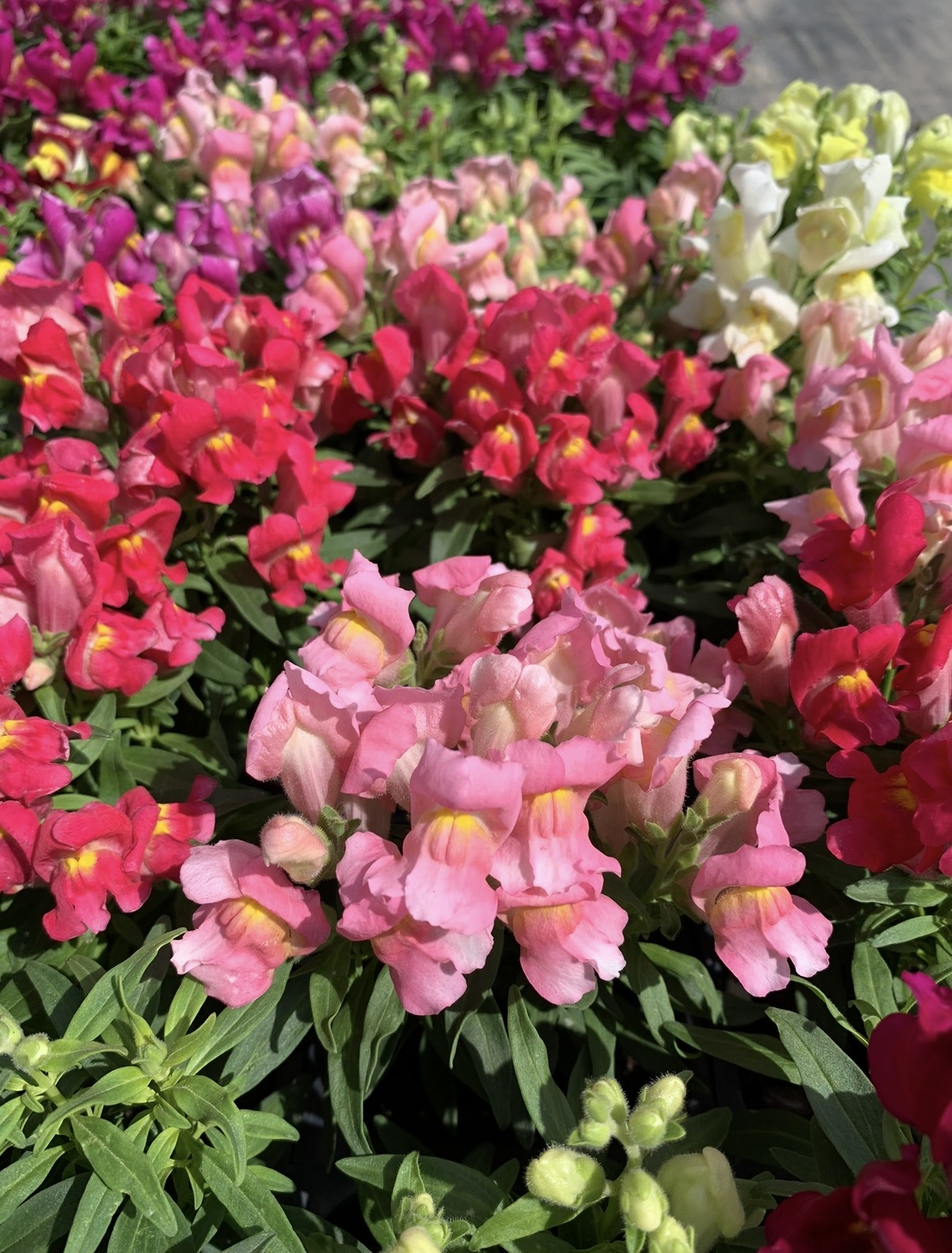 Native Fall Perennials