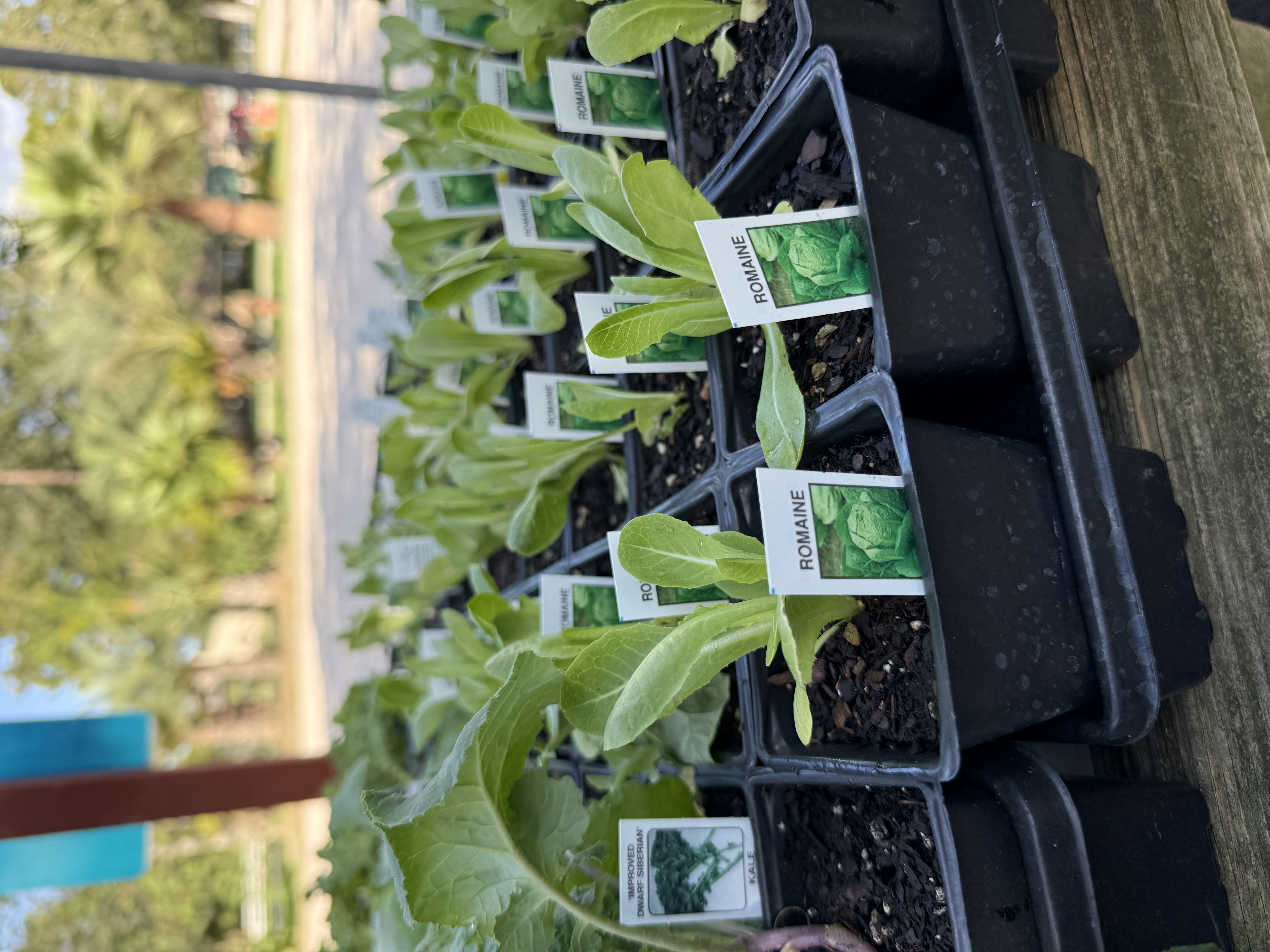 New Fall Veggies
