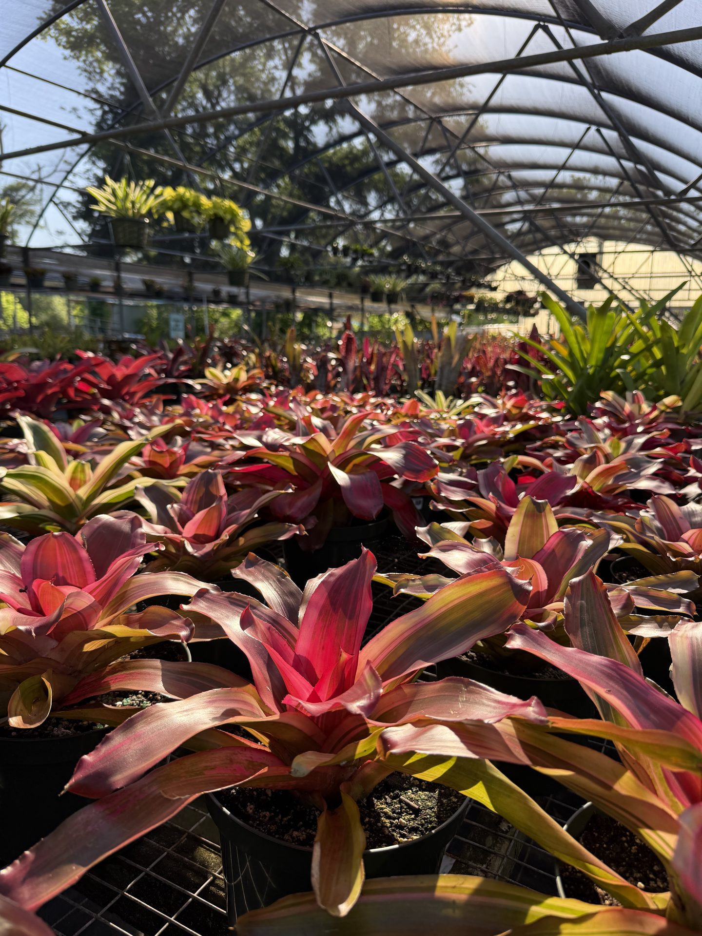 Bromeliads growing in the Jimbo’s greenhouse