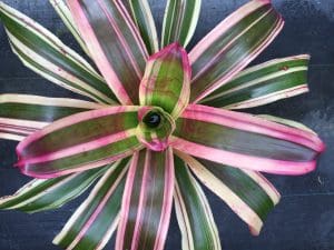 Neoregelia Bromeliad