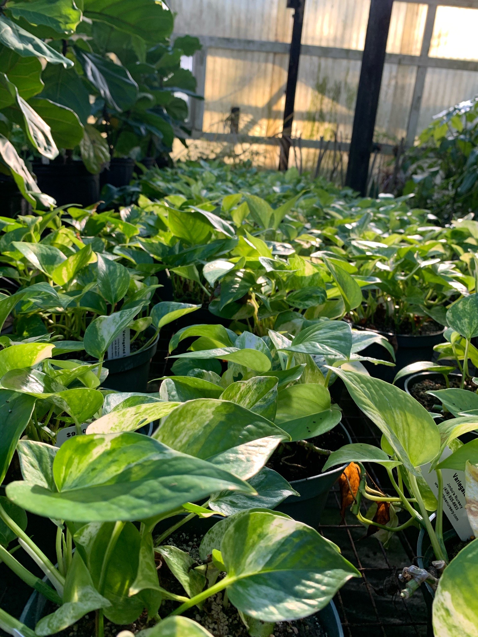 Indoor Plants Jimbo's Nursery Santa Fe, Texas