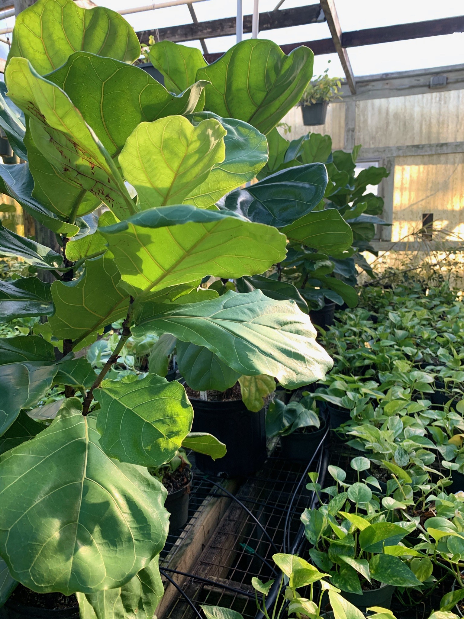 Indoor Plants Jimbo's Nursery Santa Fe, Texas