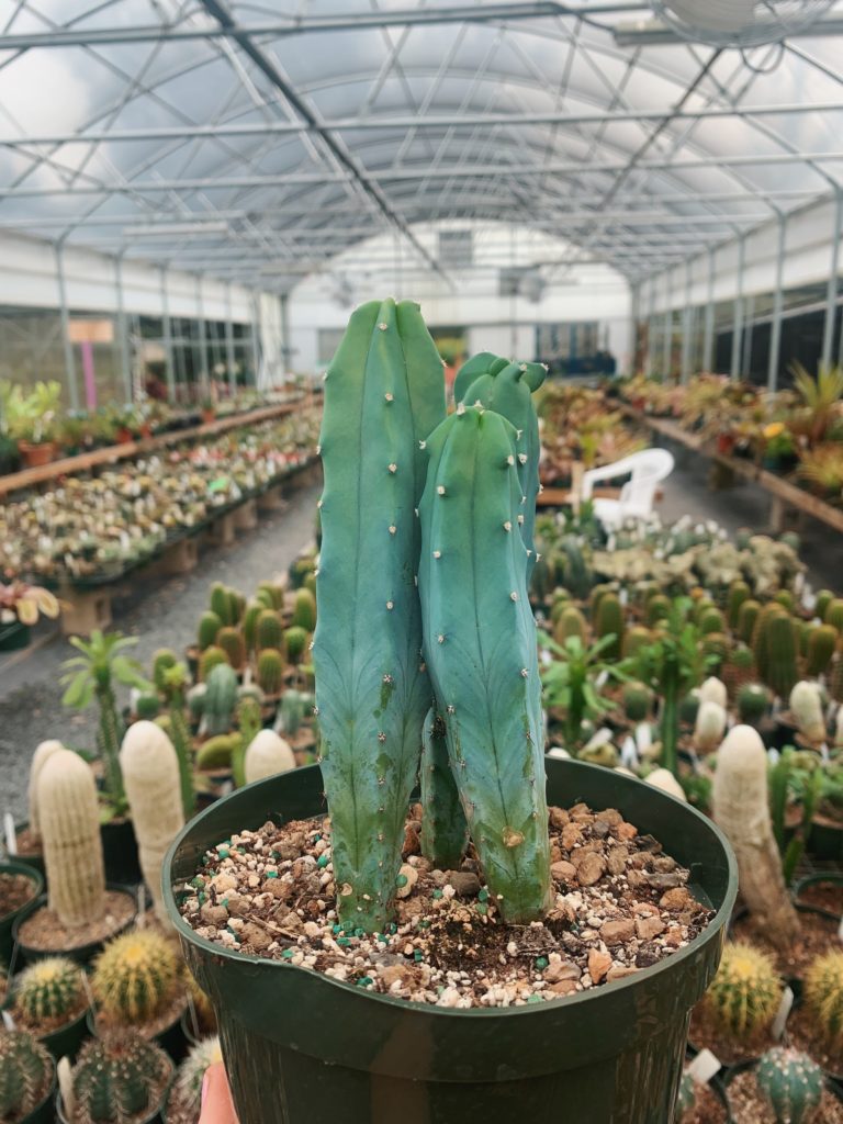 cactus, cacti, jimbo's nursery, plant nursery