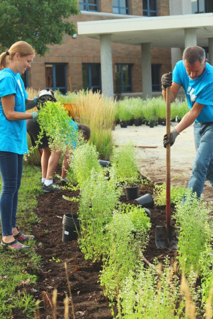 Landscaping with shrubs 