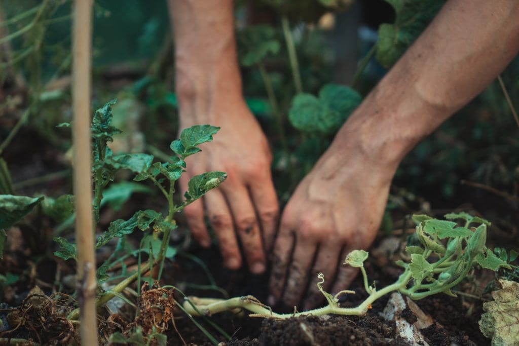 Tree planting & digging