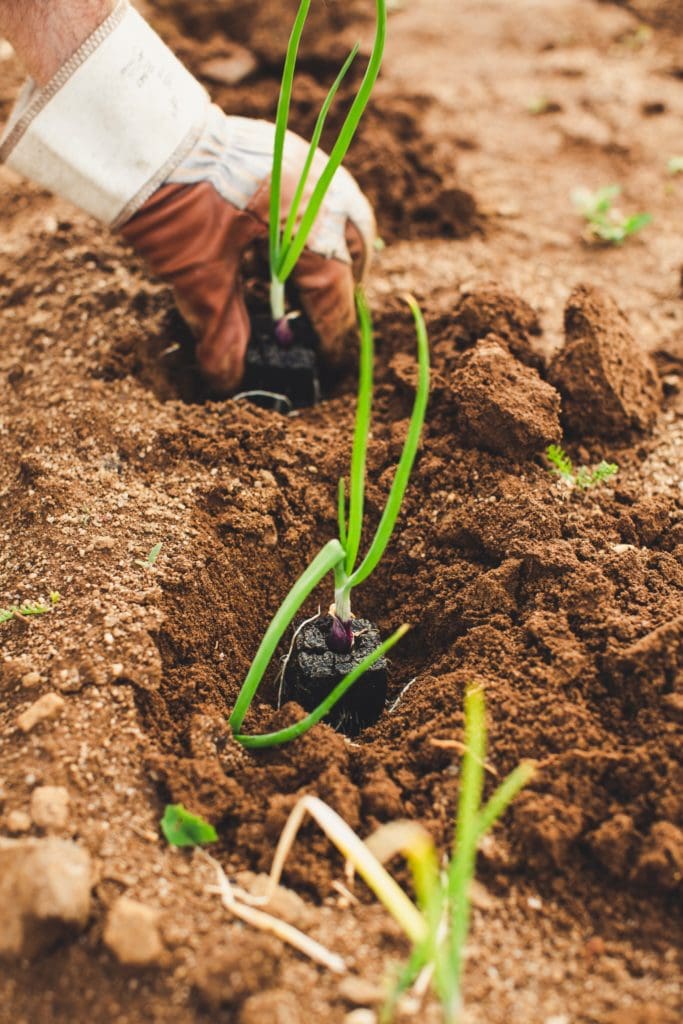 Planting & mulching