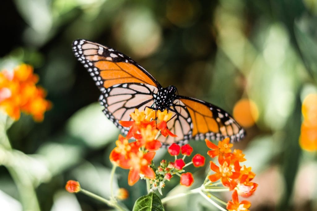 Monarch butterflies on milkweed