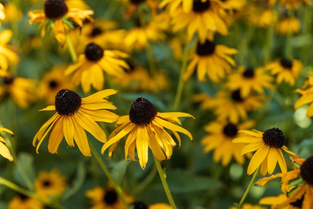 Black eyed Susan cone flowers