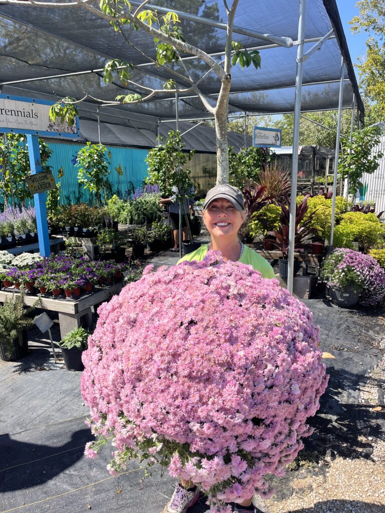 Depicts woman holding a large pink fall mum at a plant nursery in houston texas