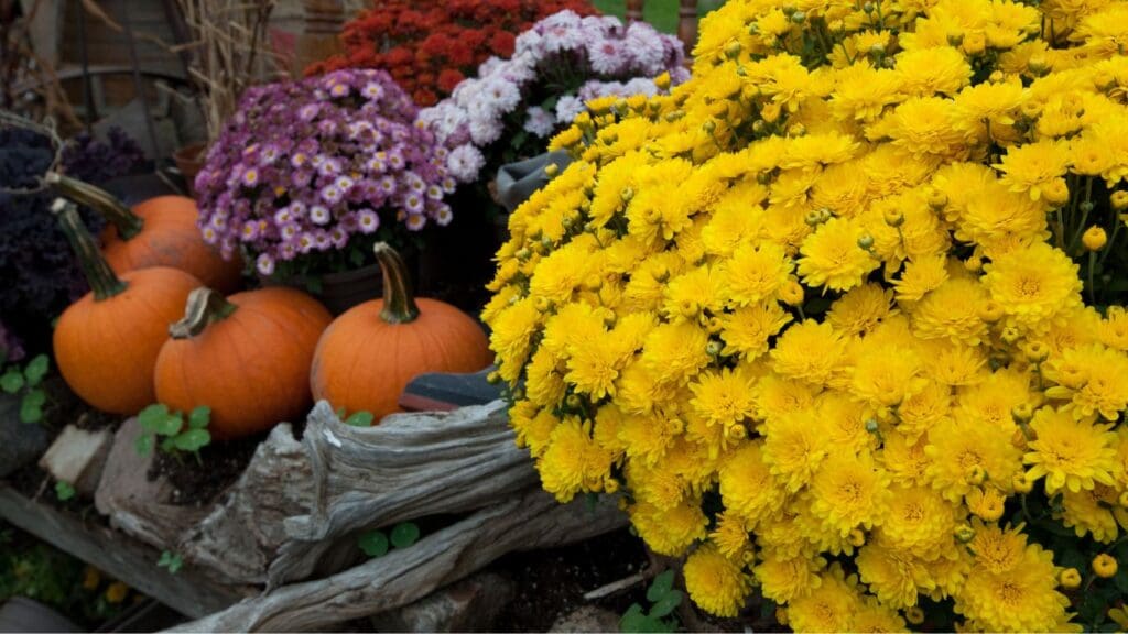 mums and pumpkins in a fall garden 