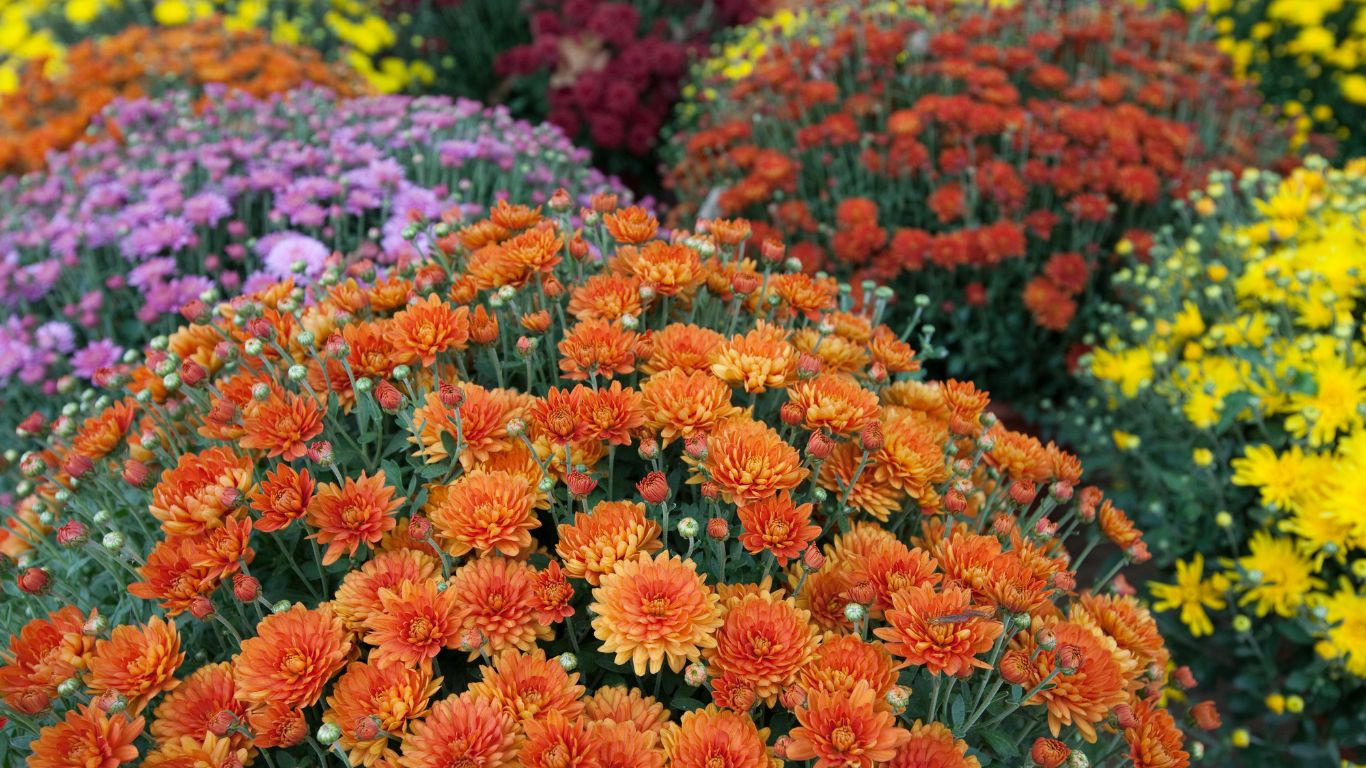 New Fall Plants – October 9th