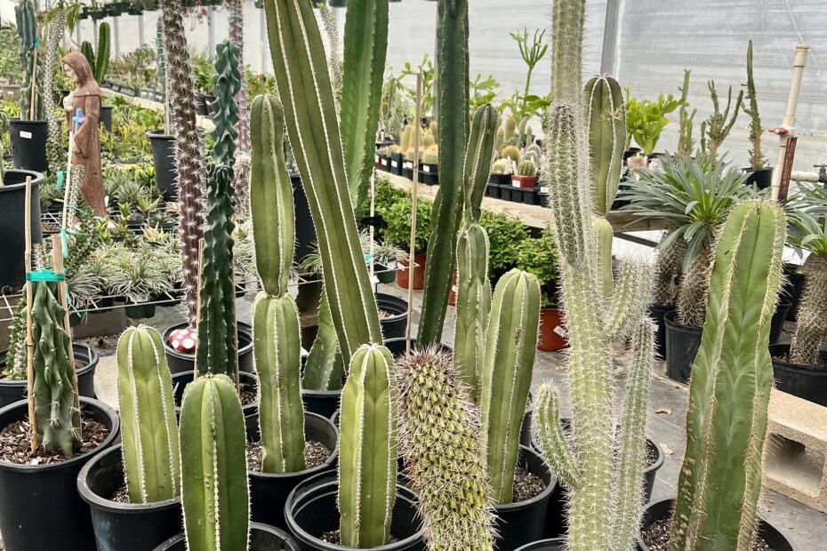 tall cactus in a greenhouse