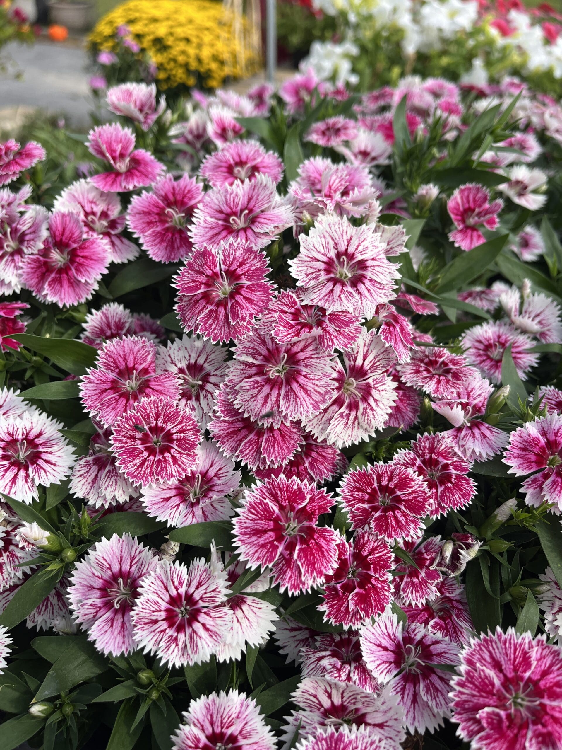 New Fall Annuals & Veggies September 5th