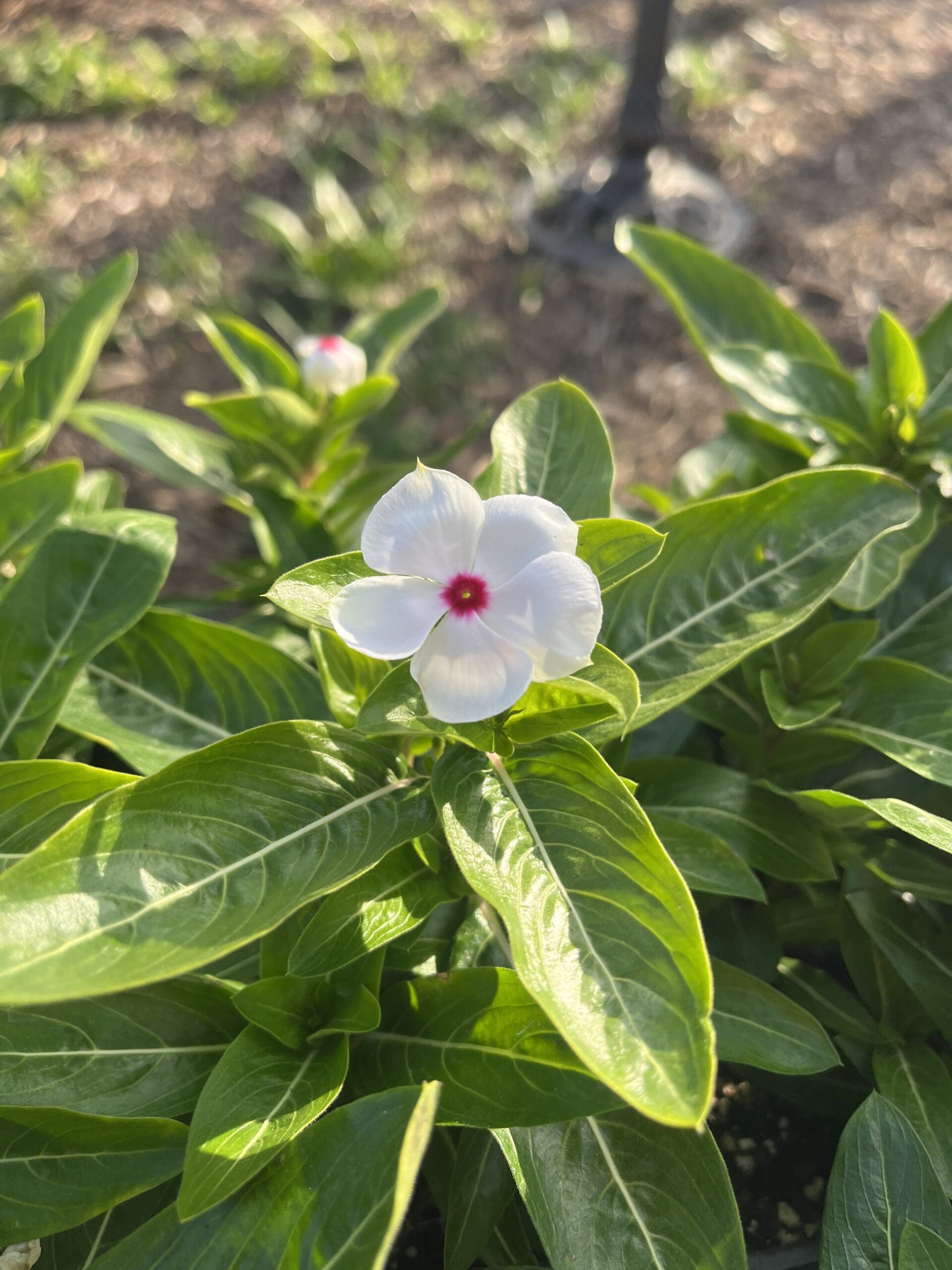 New Plants – April 8th