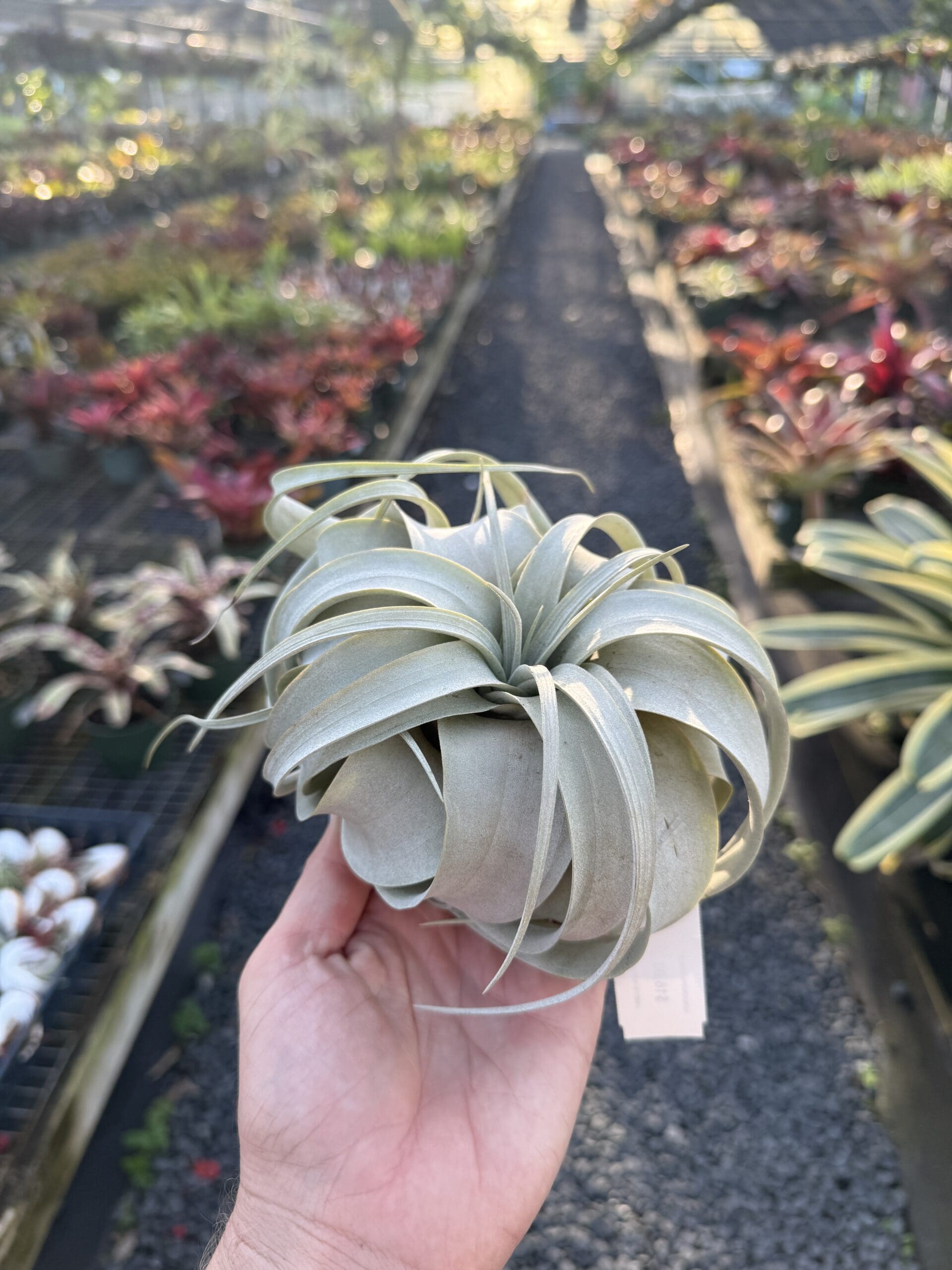 New Shrubs, Air Plants & Succulents!