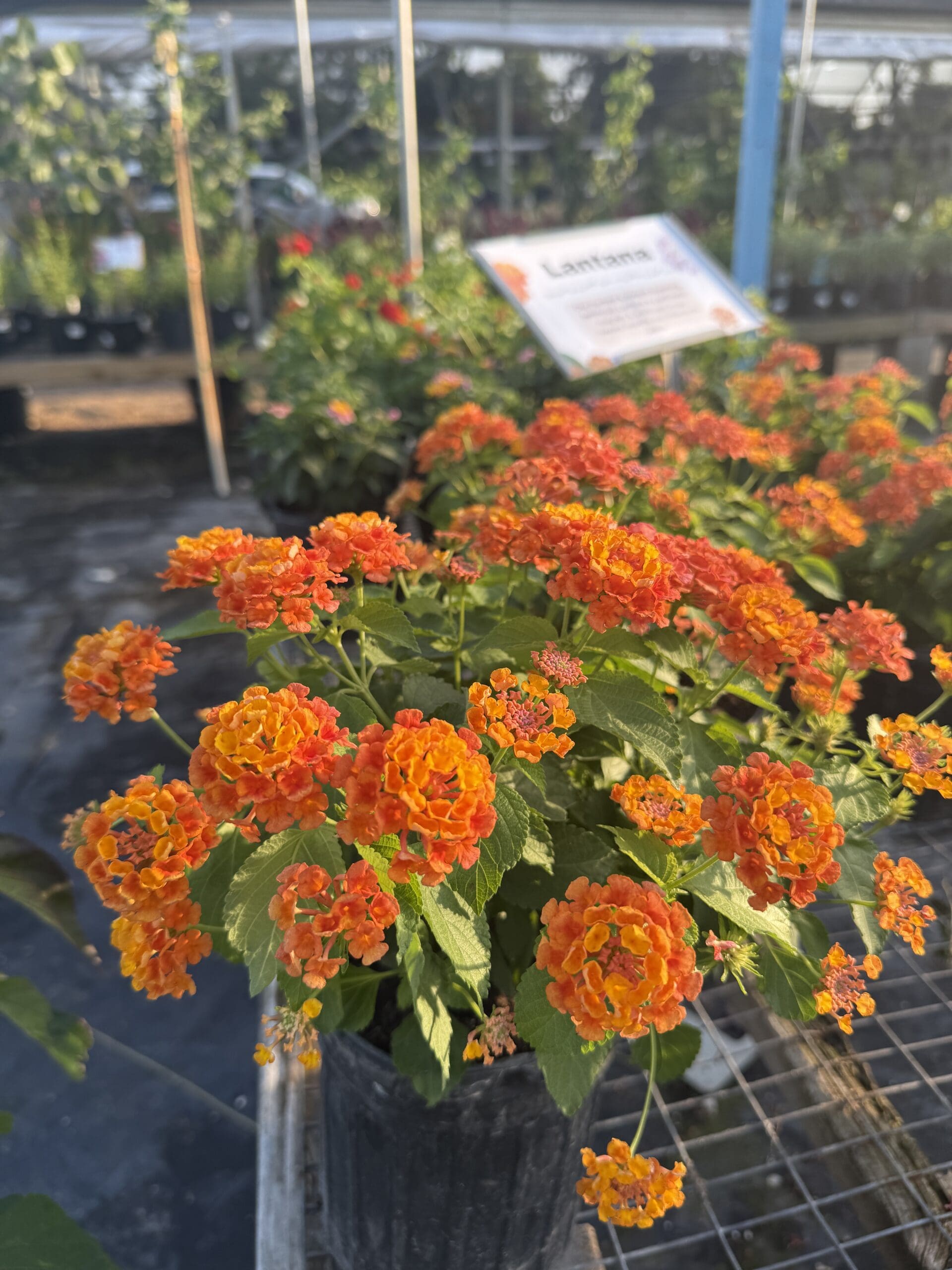 New Plants – June 6th Arrival!