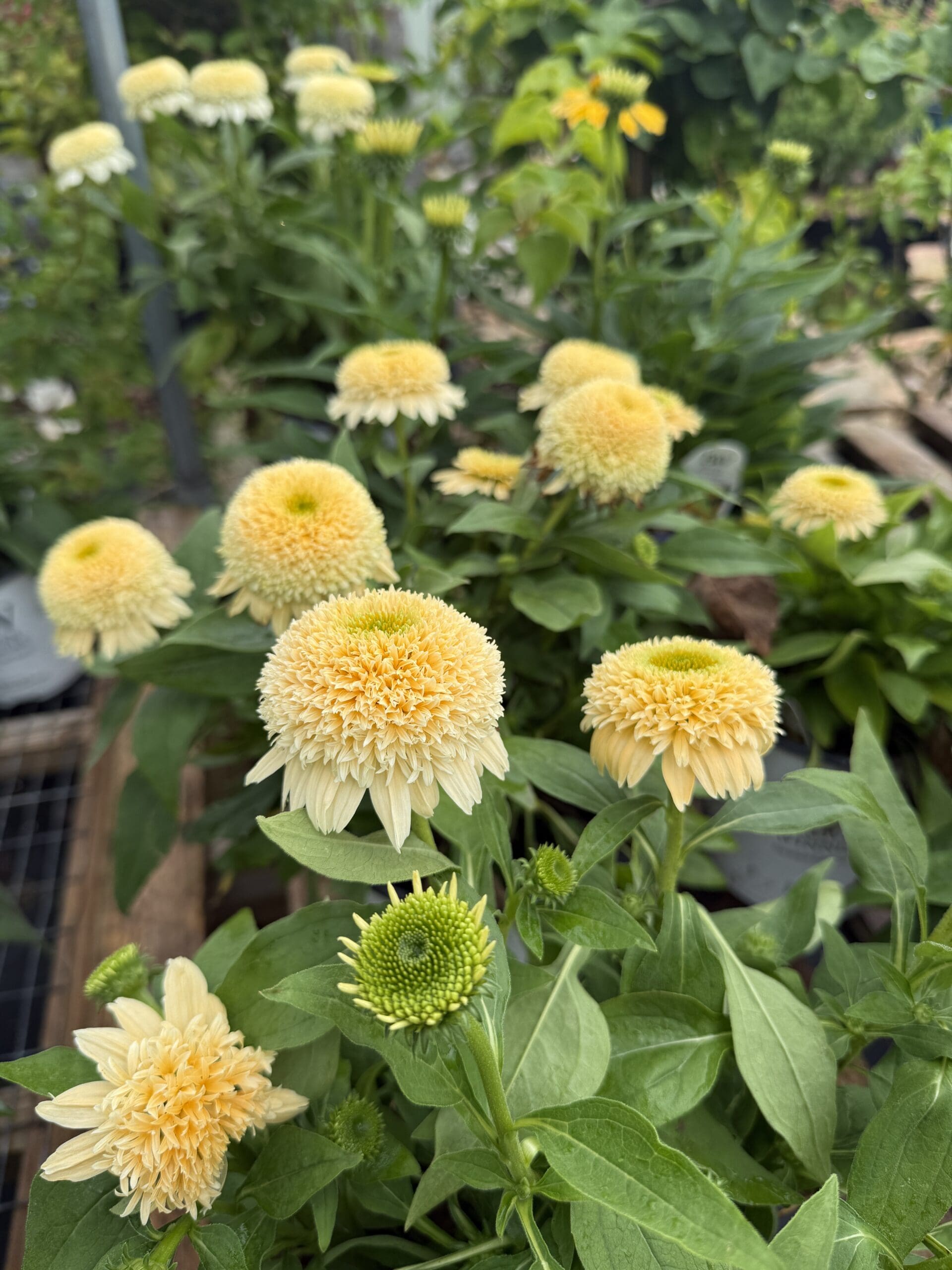 New Plant Arrivals – June 26th