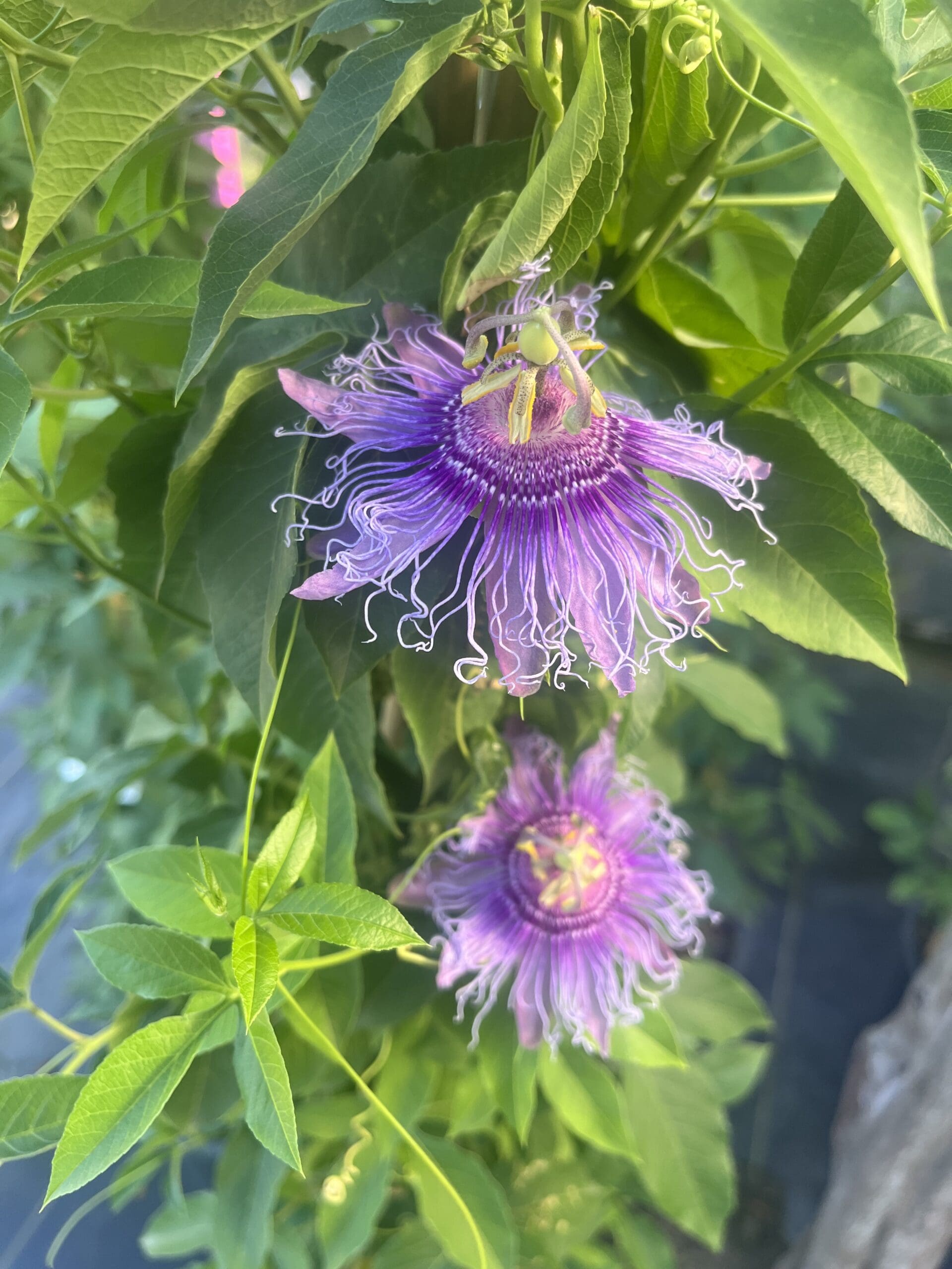 New Plants- July 15th