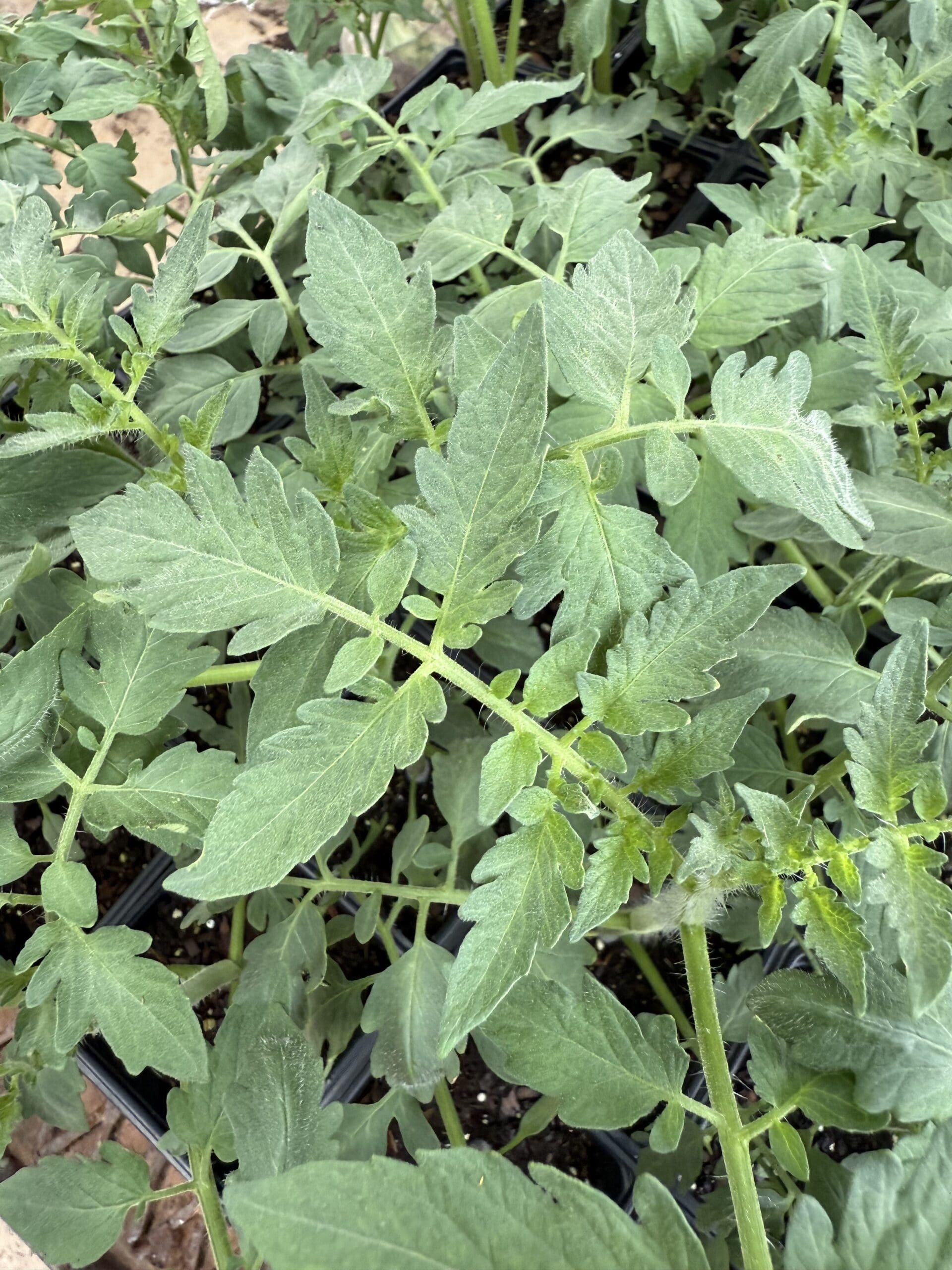 New Vegetables – August 25th