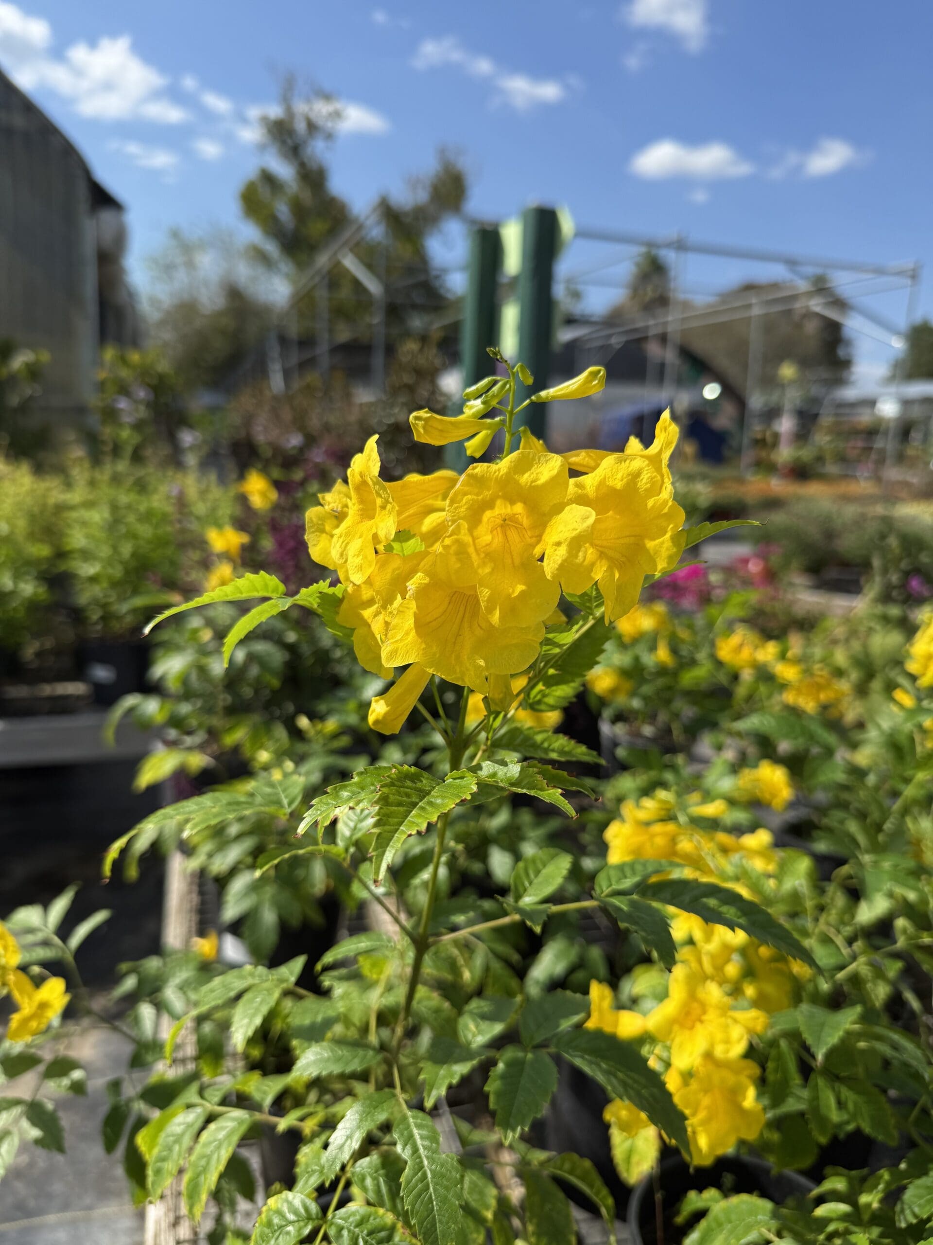 New Shrubs, Trees & Herbs in stock! February 19th