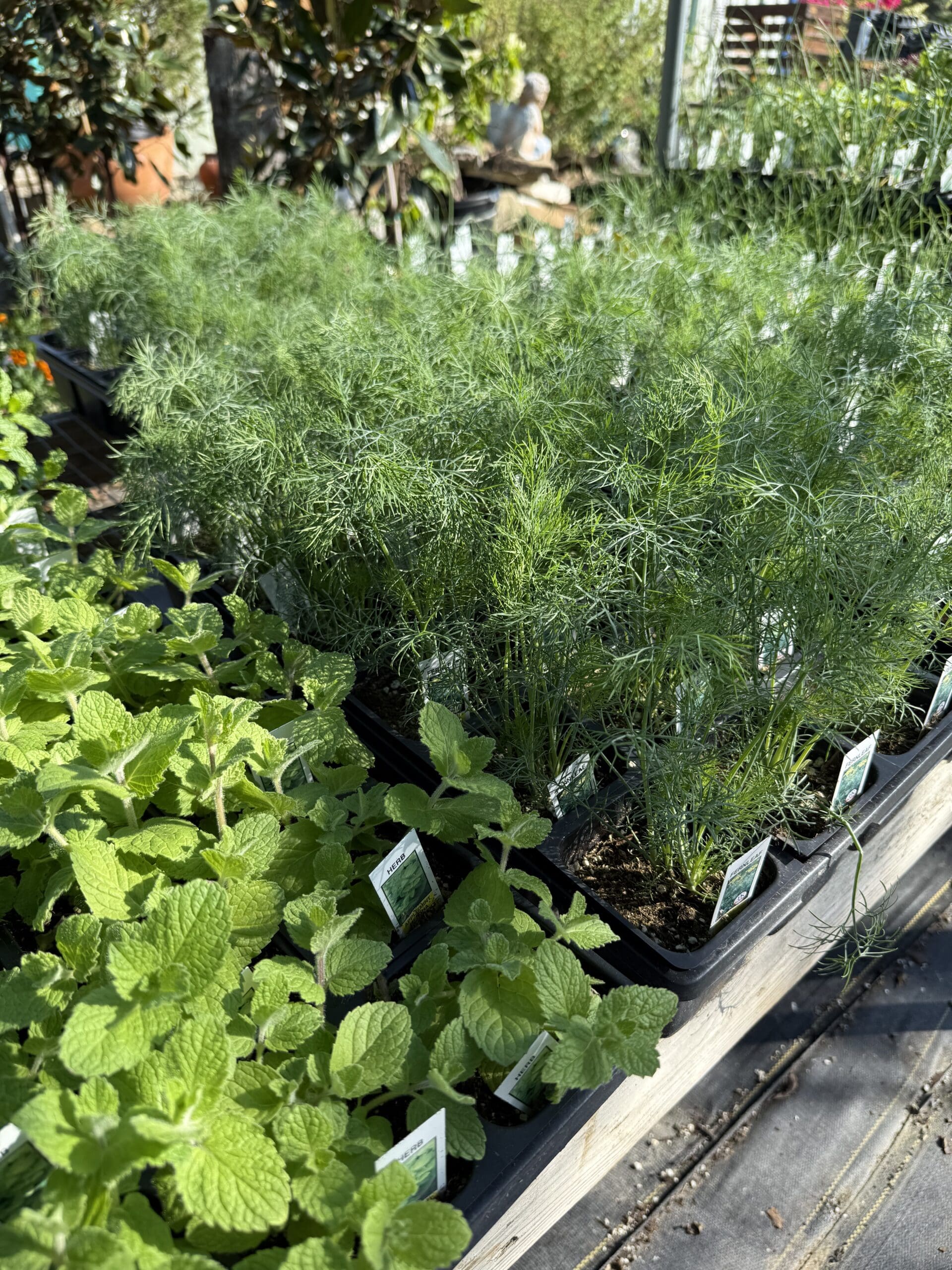 New Fall Shrubs & Trees October 14th