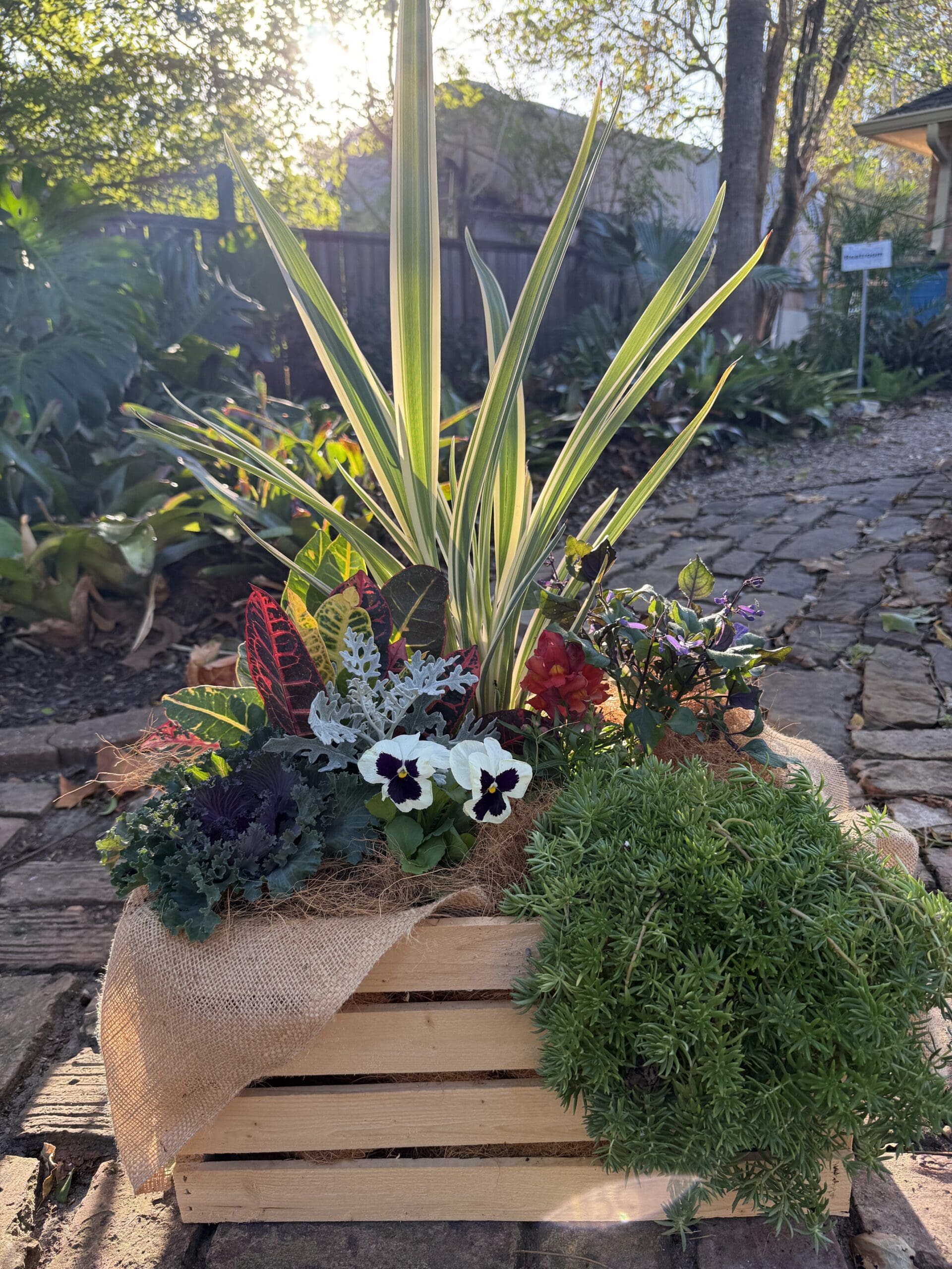 New Plants This Week 11/11