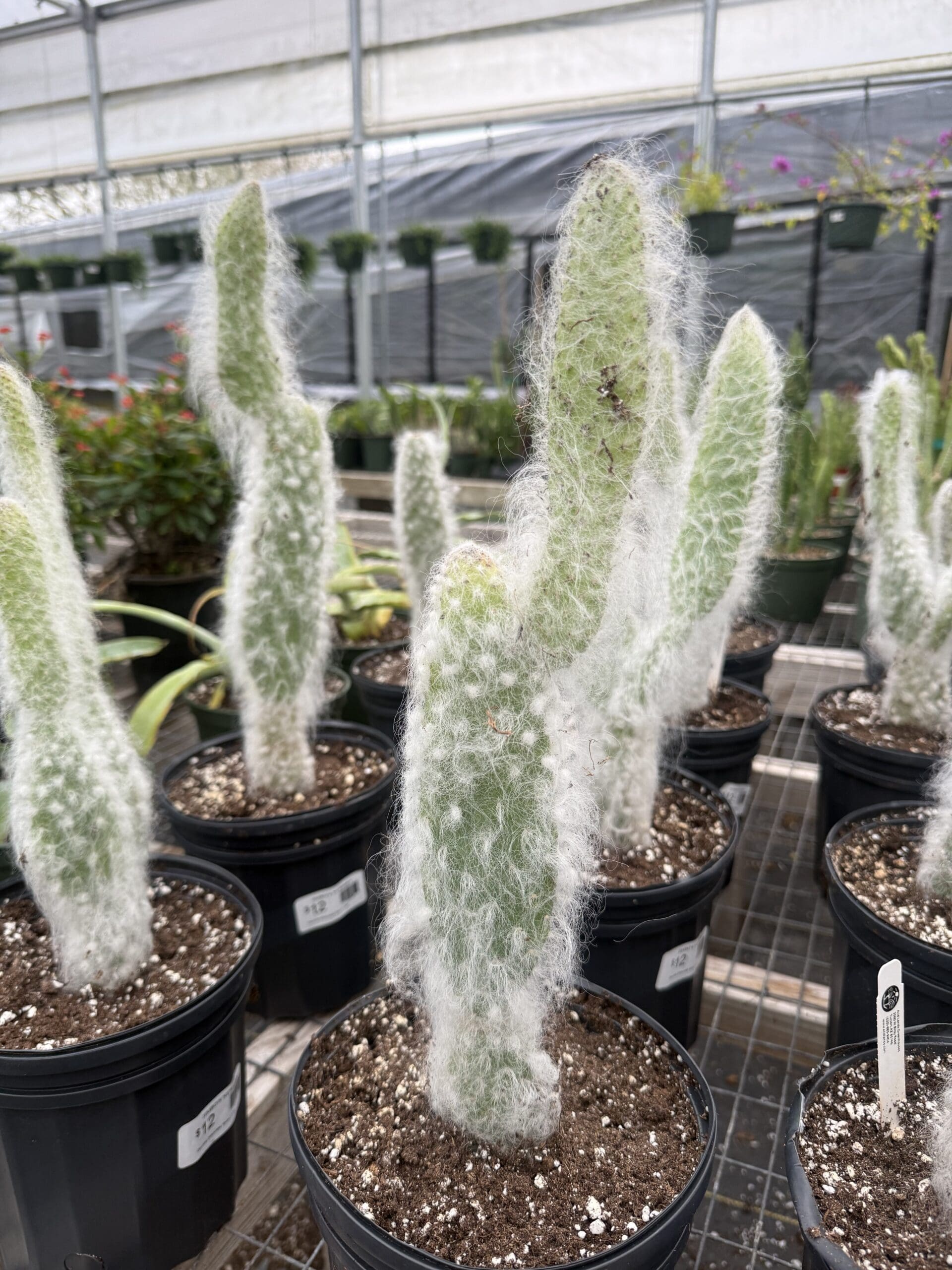New Cactus Arrival
