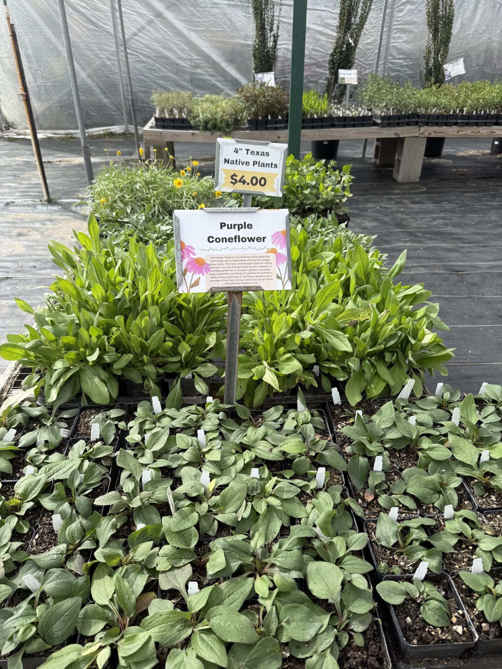 New Native Plants – February 3rd