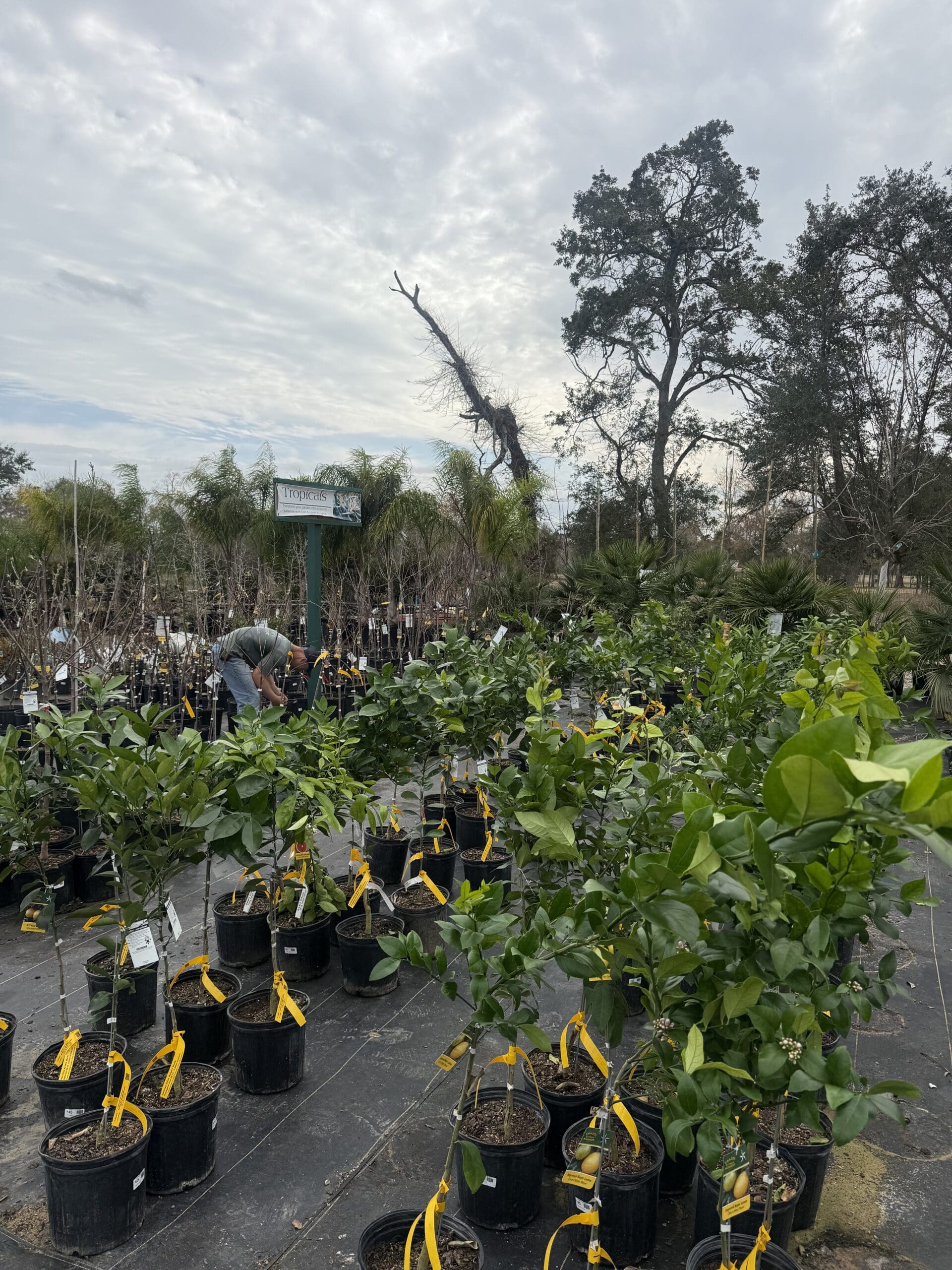 New Plant Arrival – February 10th