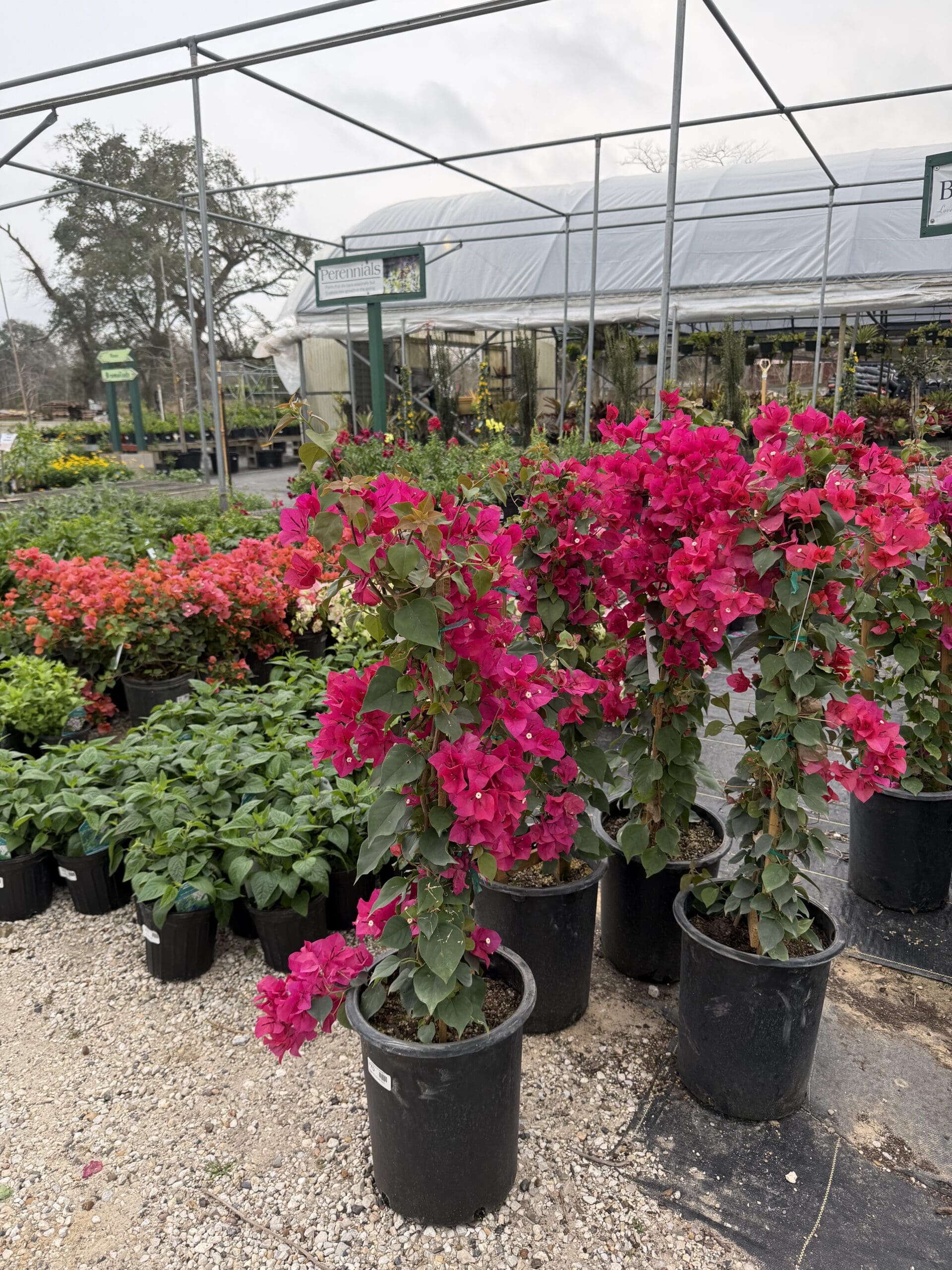 New Perennials Arriving – March 5th