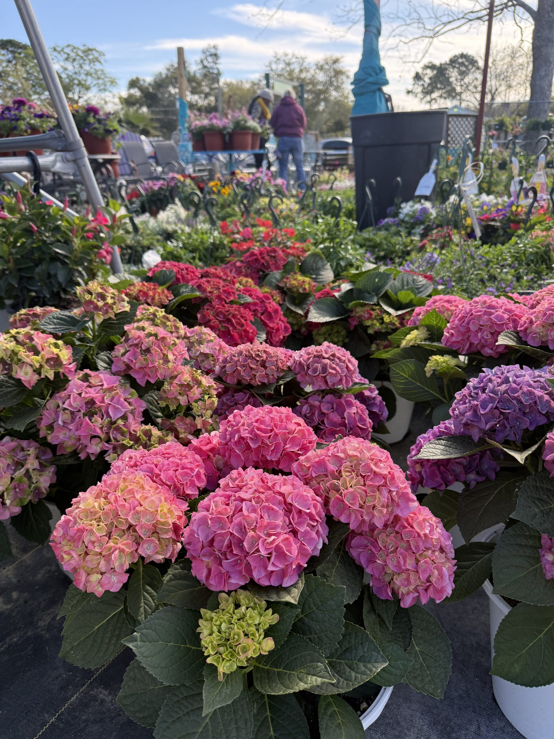 New Plants – March 17th