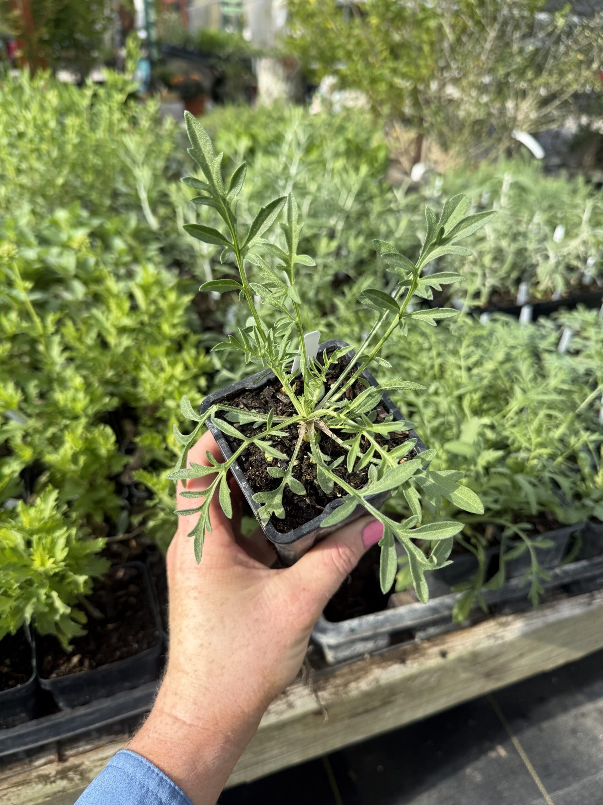 New Native Plants & Perennials