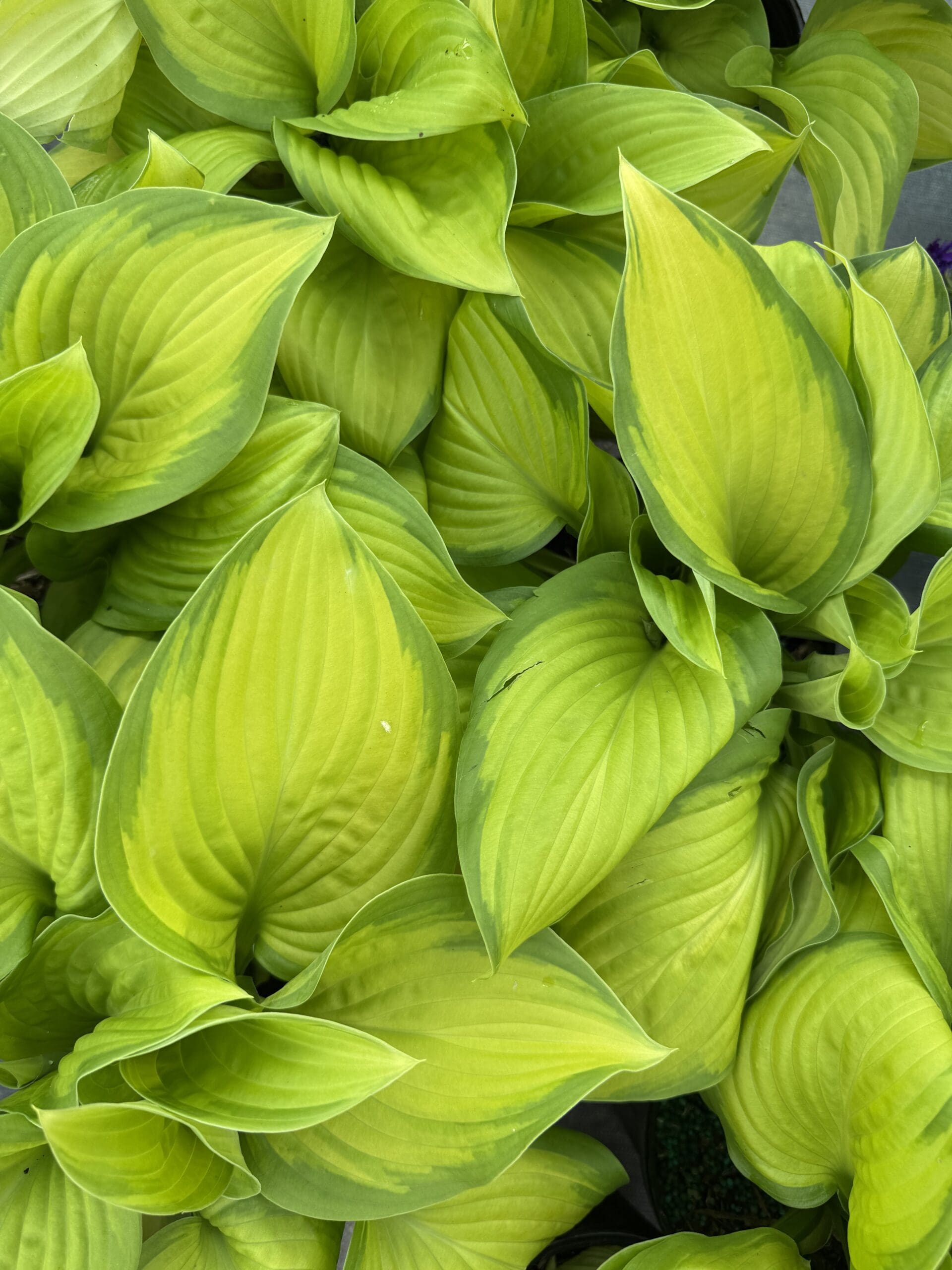 New Plants – April 1st