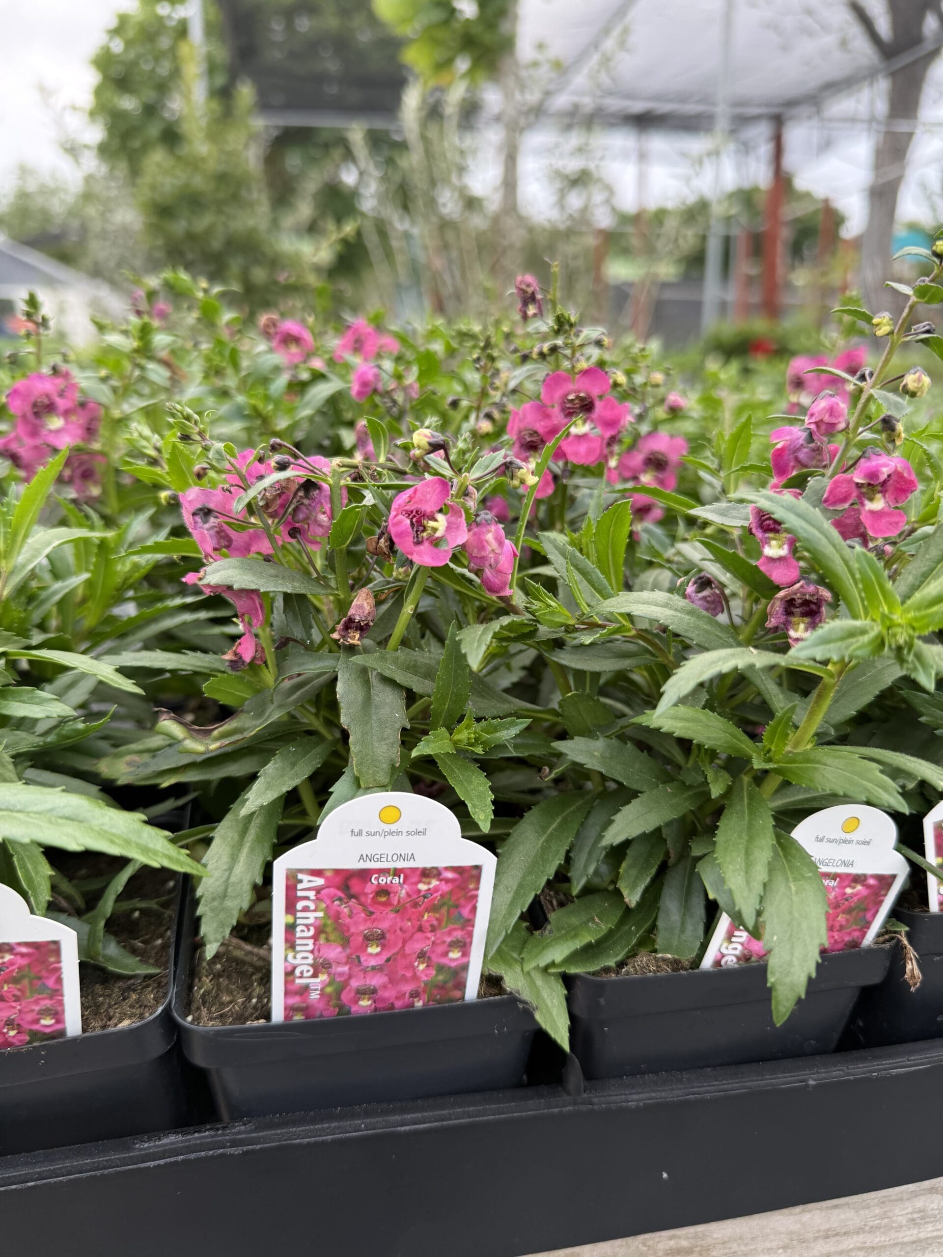 New Plant Arrival April 17th