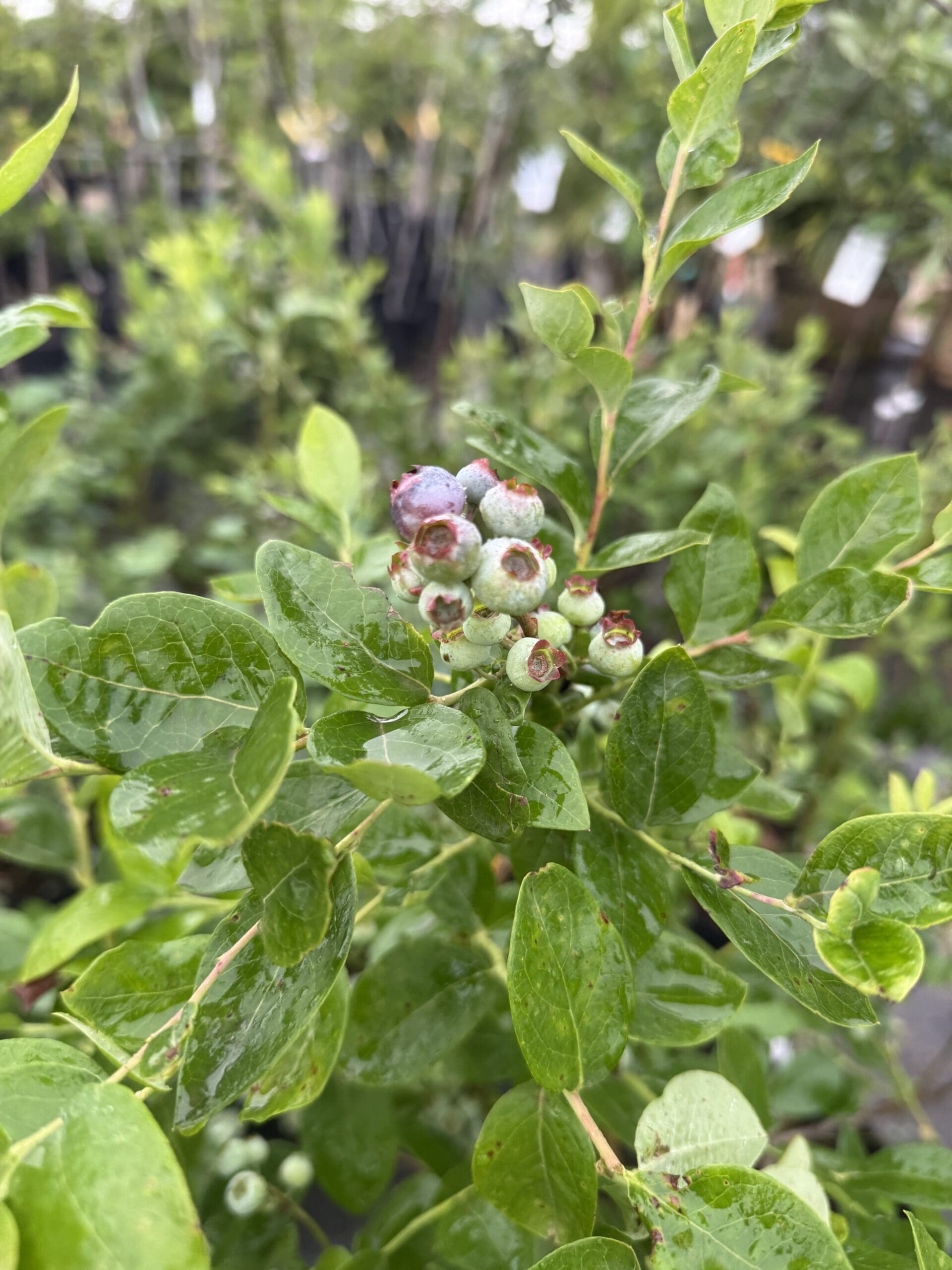 New Fruit Tree’s & Roses! -April 10th