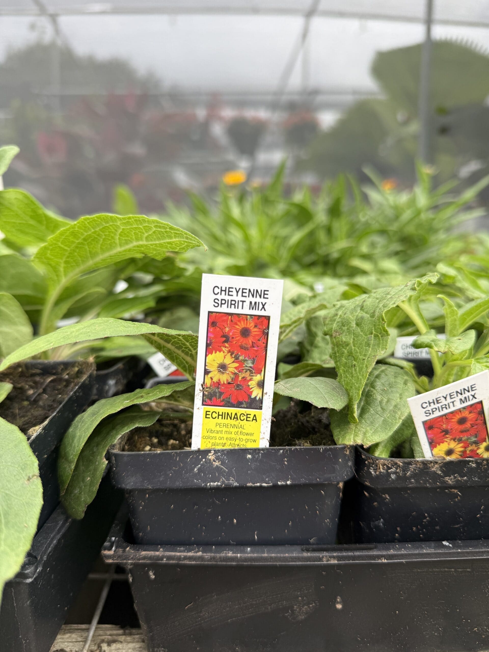 What’s New at Jimbo’s – April 22nd