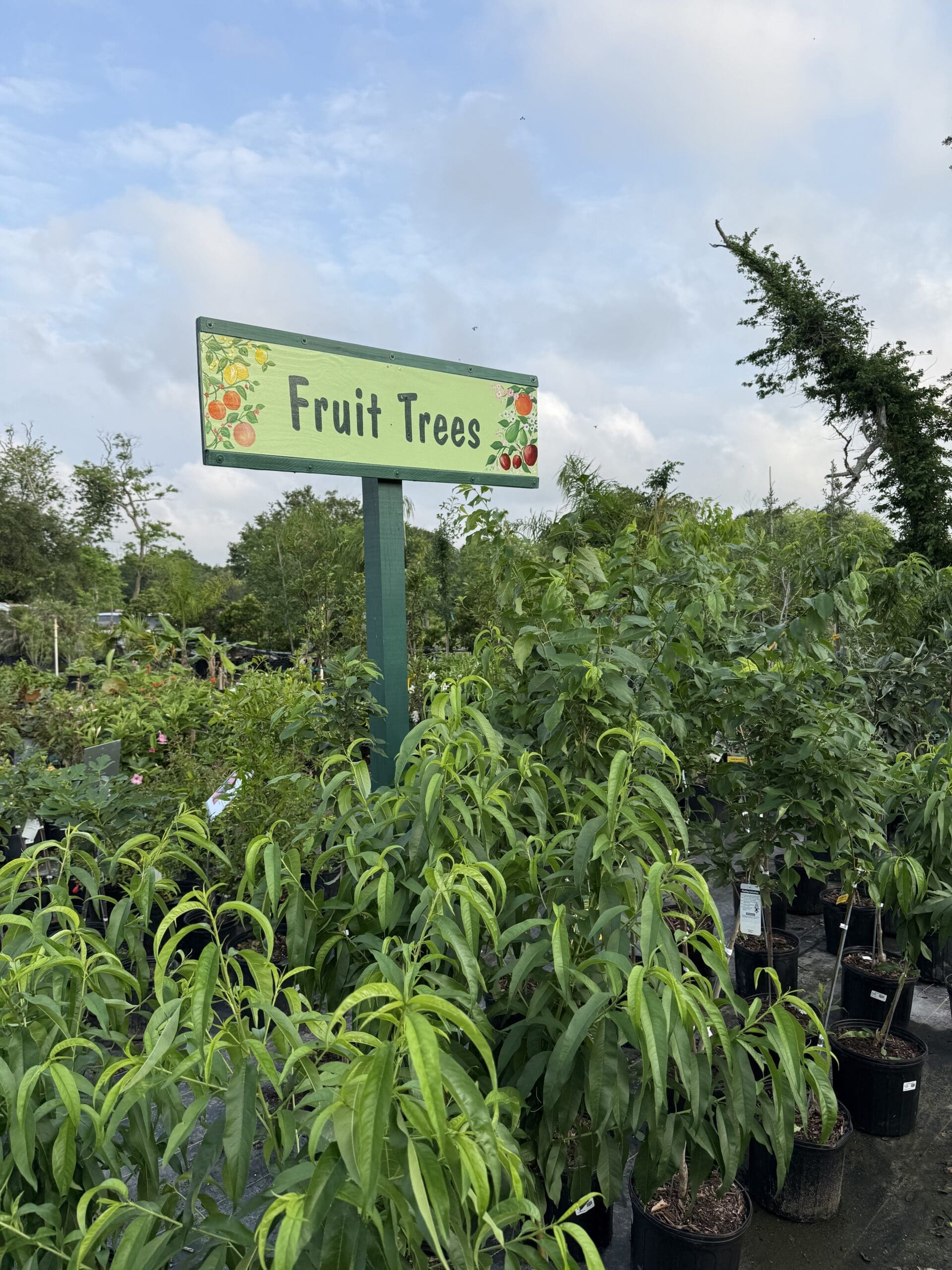 New Fruit Tree’s & Berries