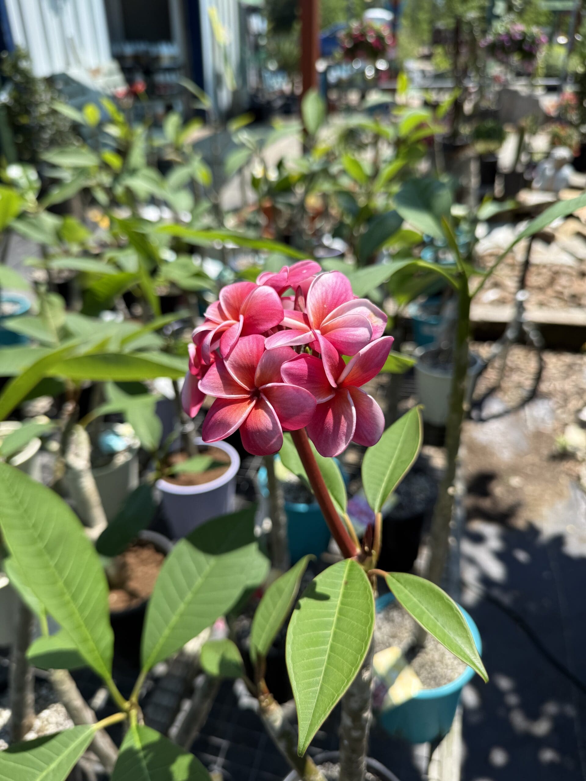 New Tree’s, Plumerias & Desert Roses