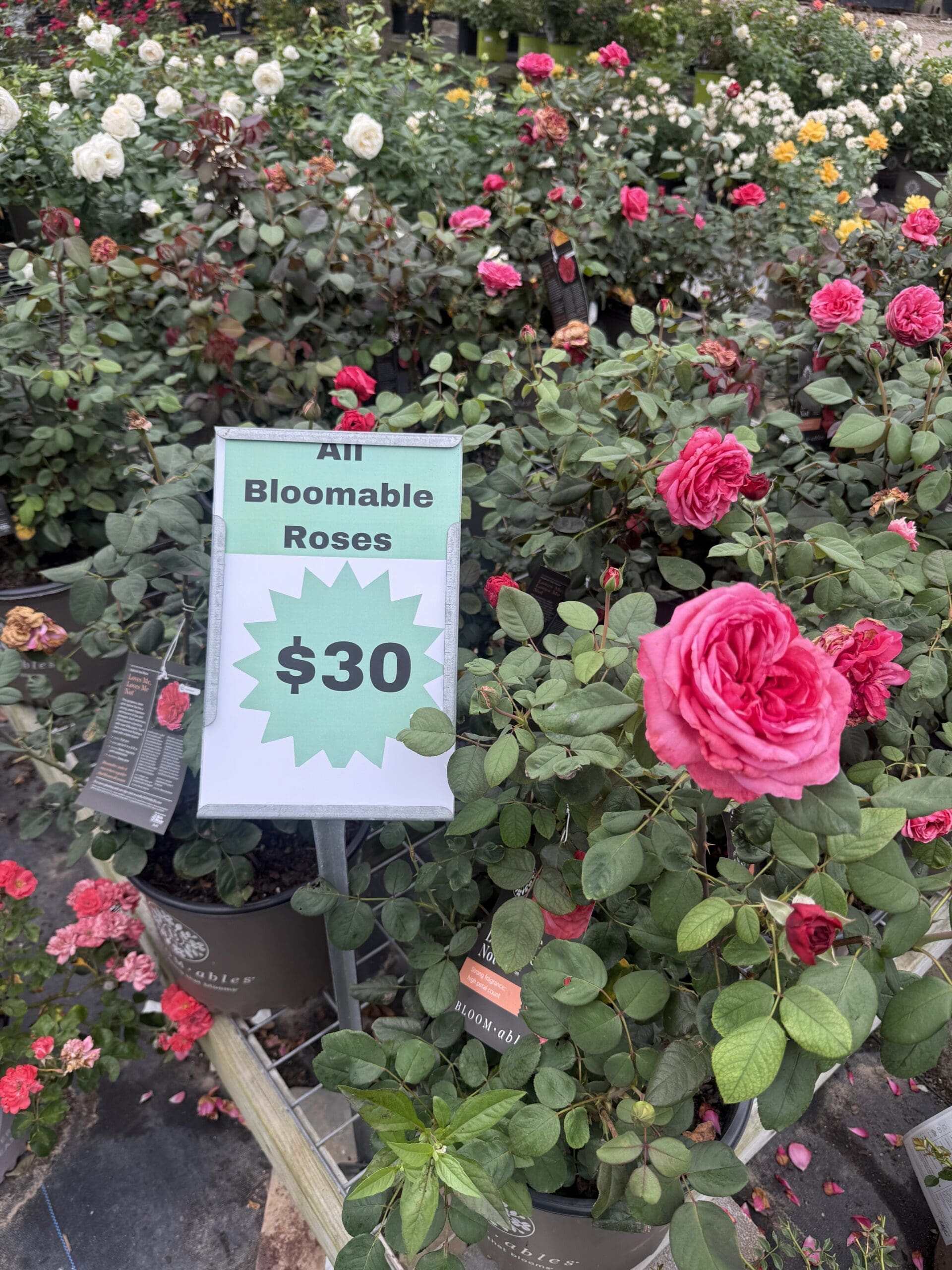 Mother’s Day SALE