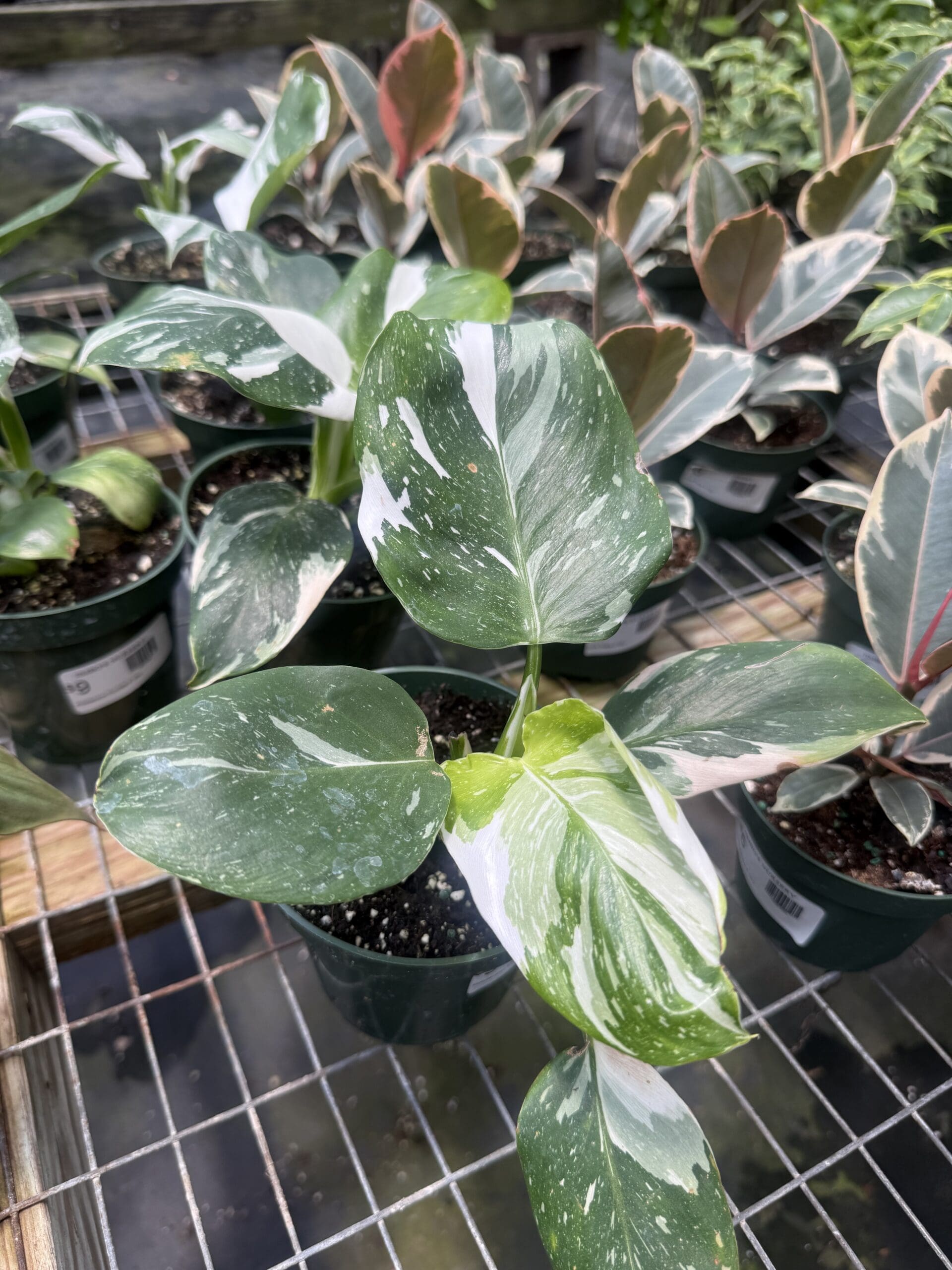 New Plants – May 22nd